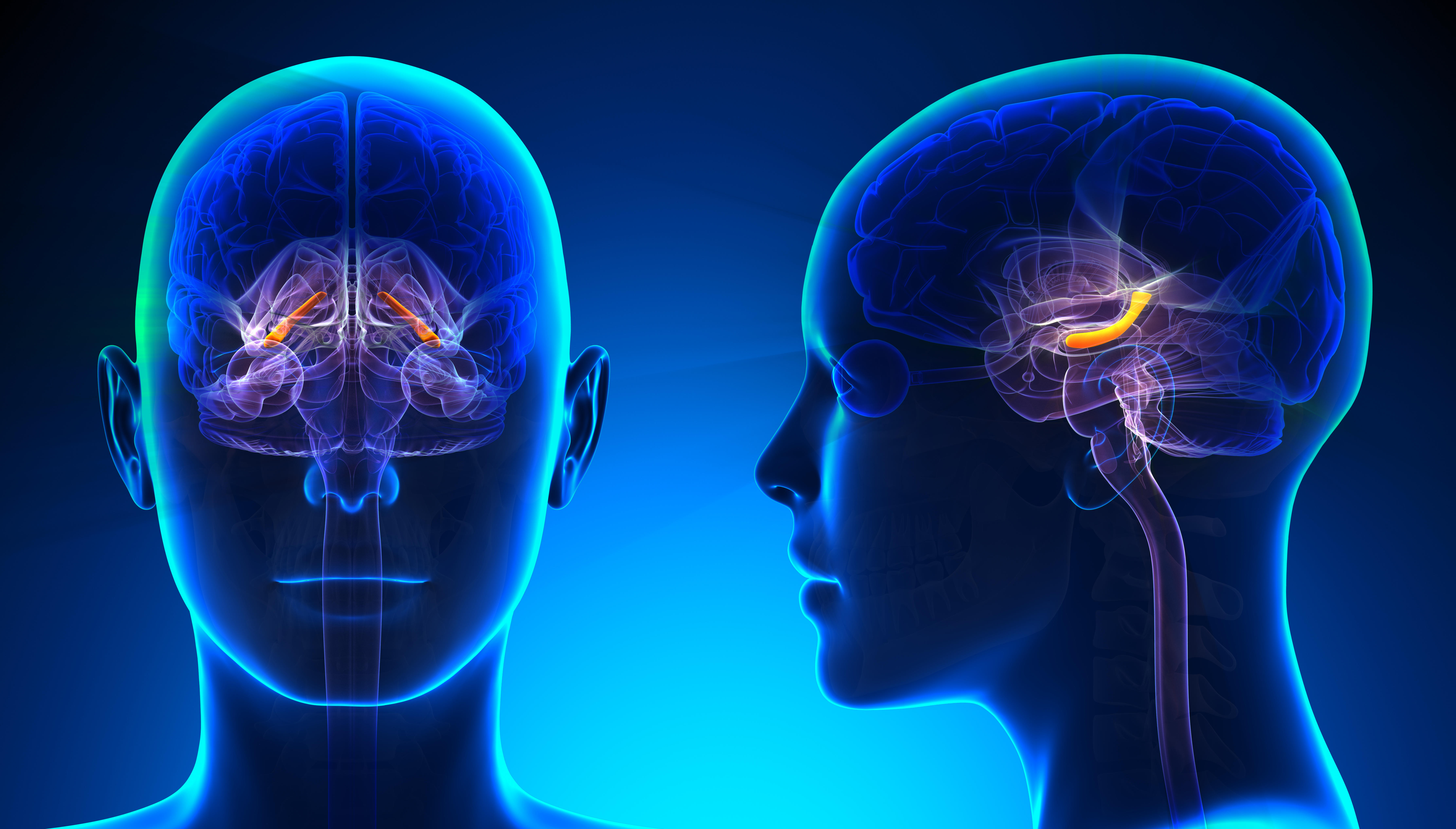 An illustration of a female Hippocampus brain anatomy