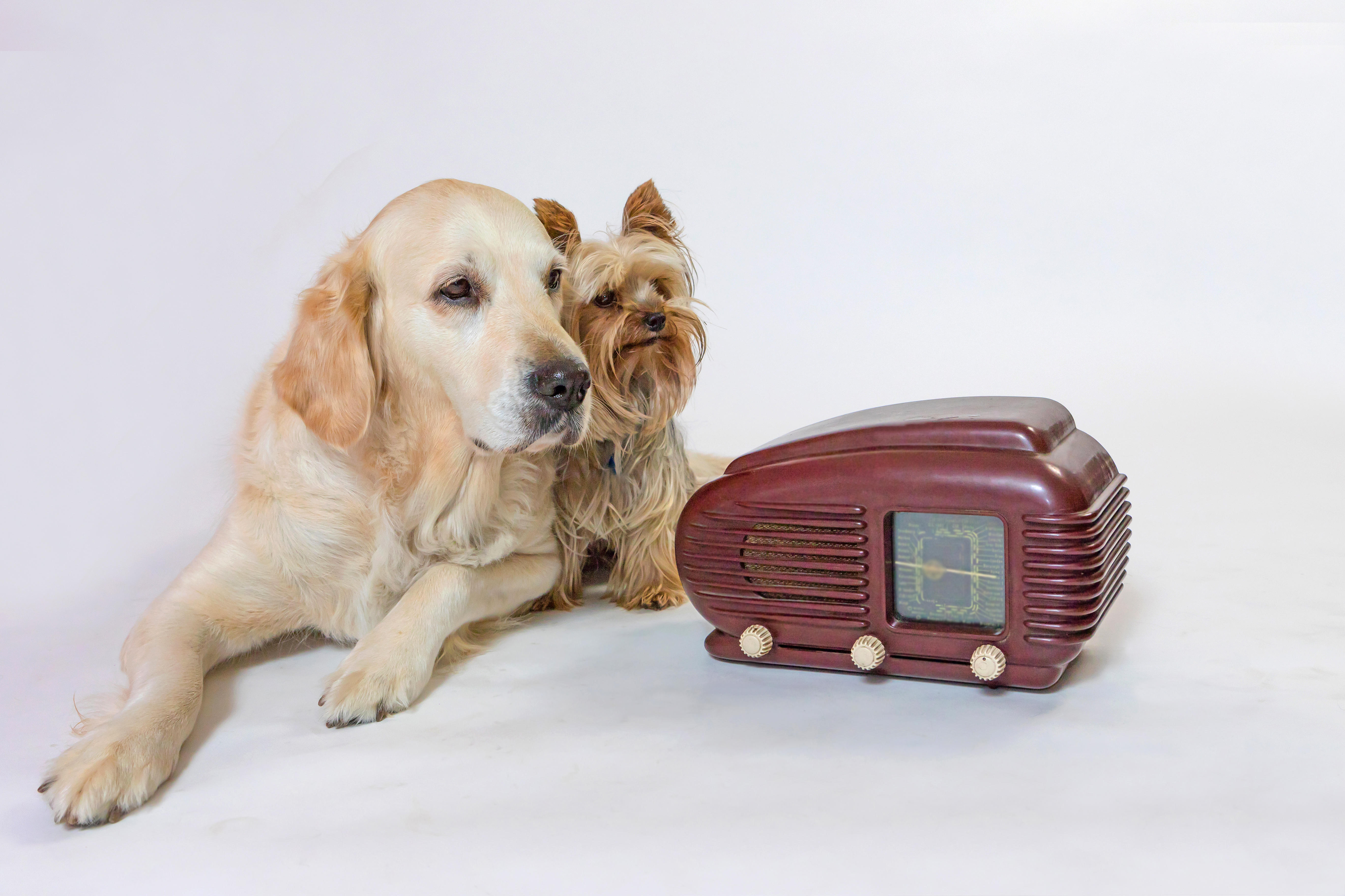 Two dogs sat next to a vintage radio