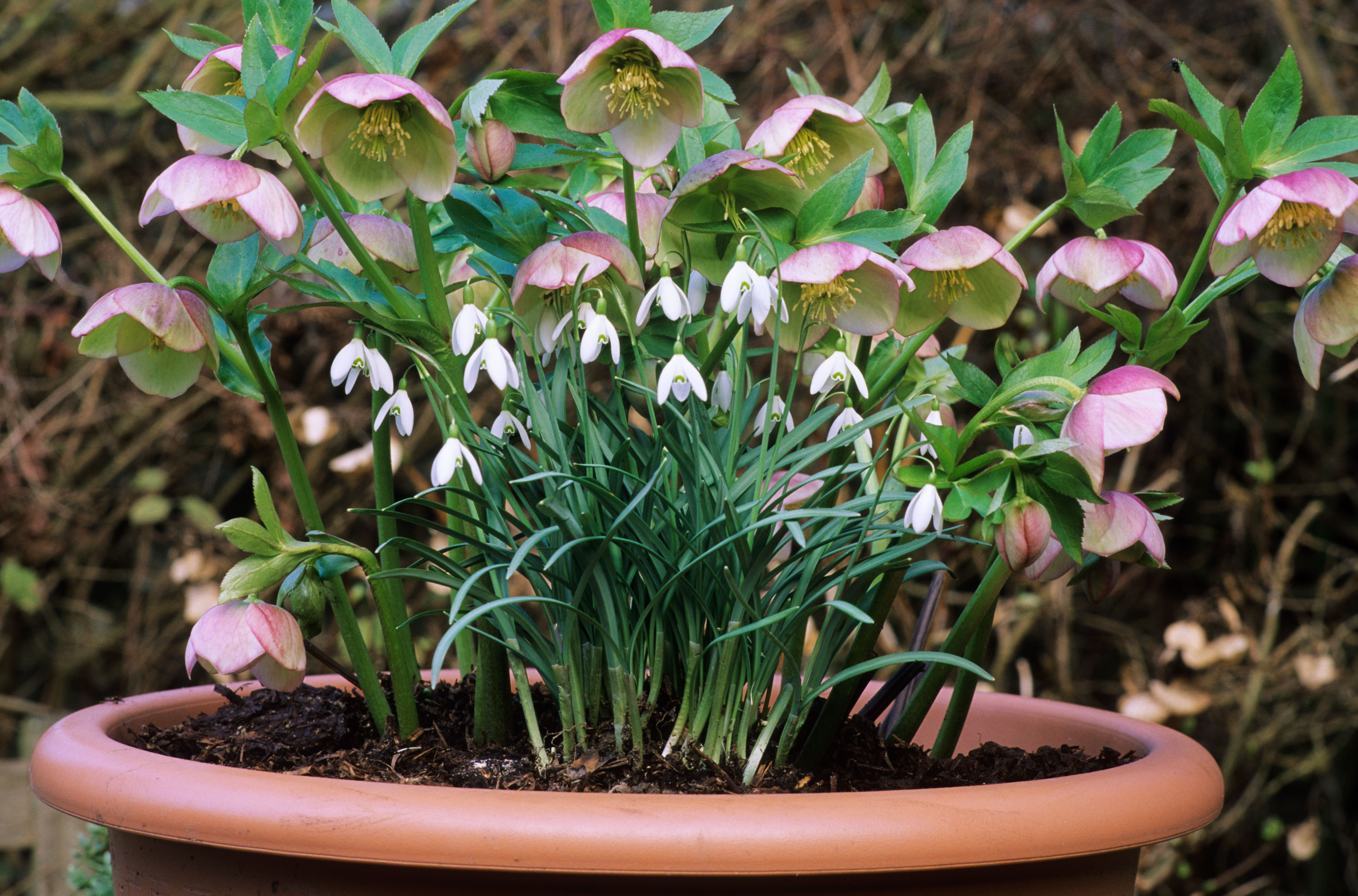 A pot of hellebores and snowdrops (Alamy/PA)