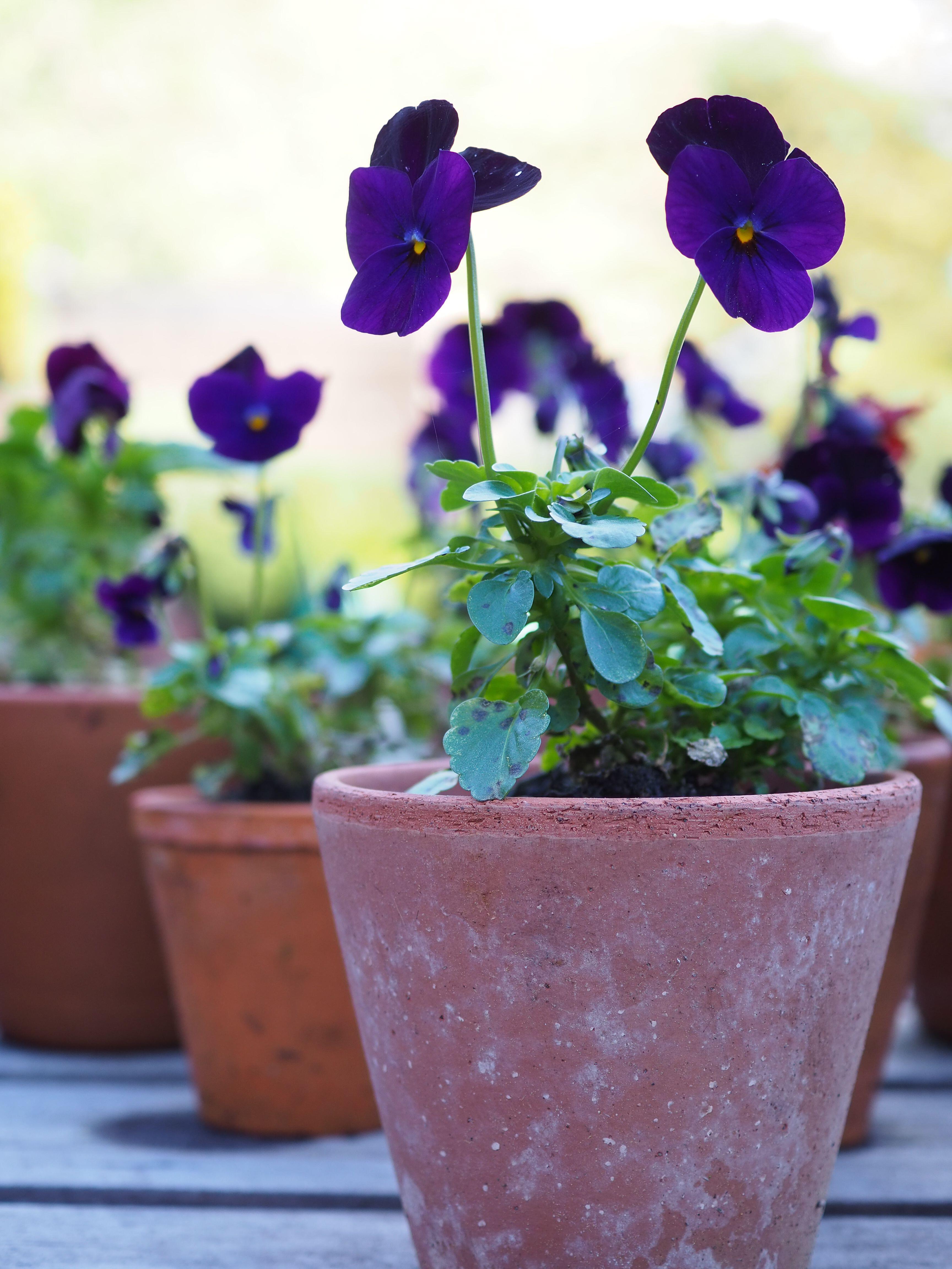 Violas in pots (Alamy/PA)