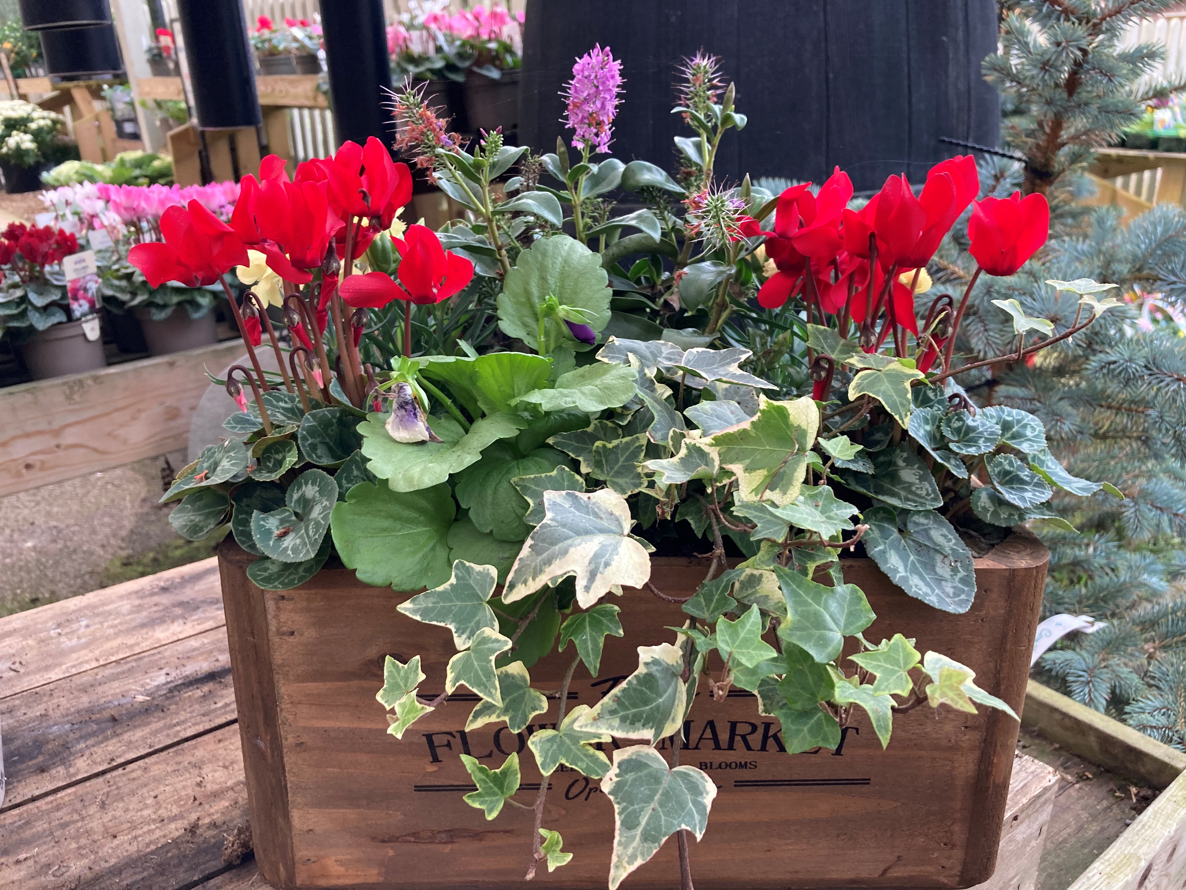 A winter container with cyclamen and ivy (Hannah Stephenson/PA)