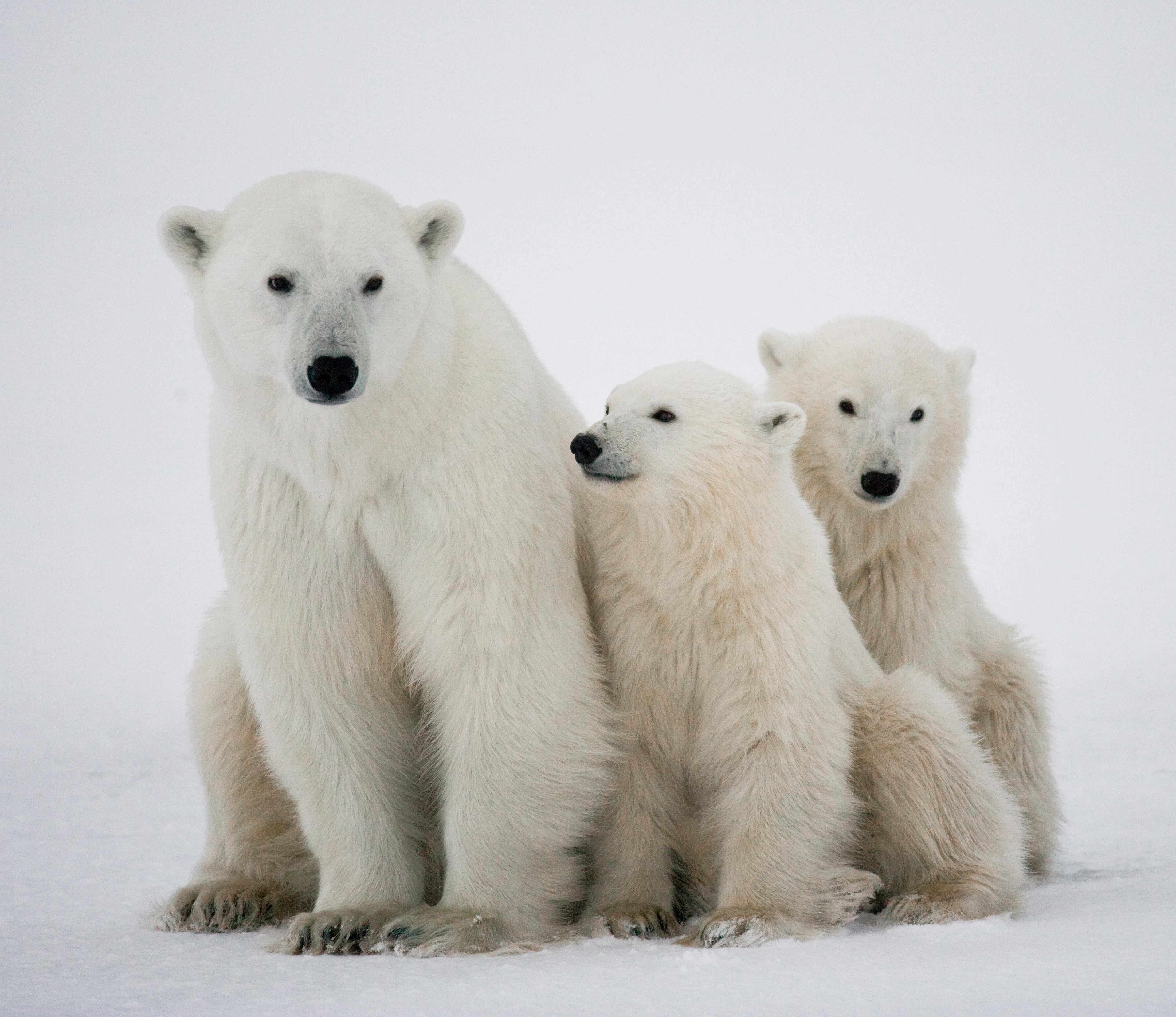 Polar bear with a cubs in the tundra. Canada (Alamy/PA)