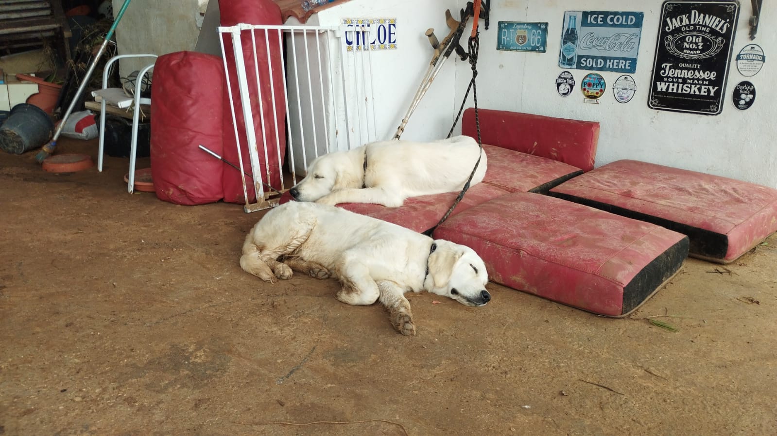 Two golden retriever puppies lying down