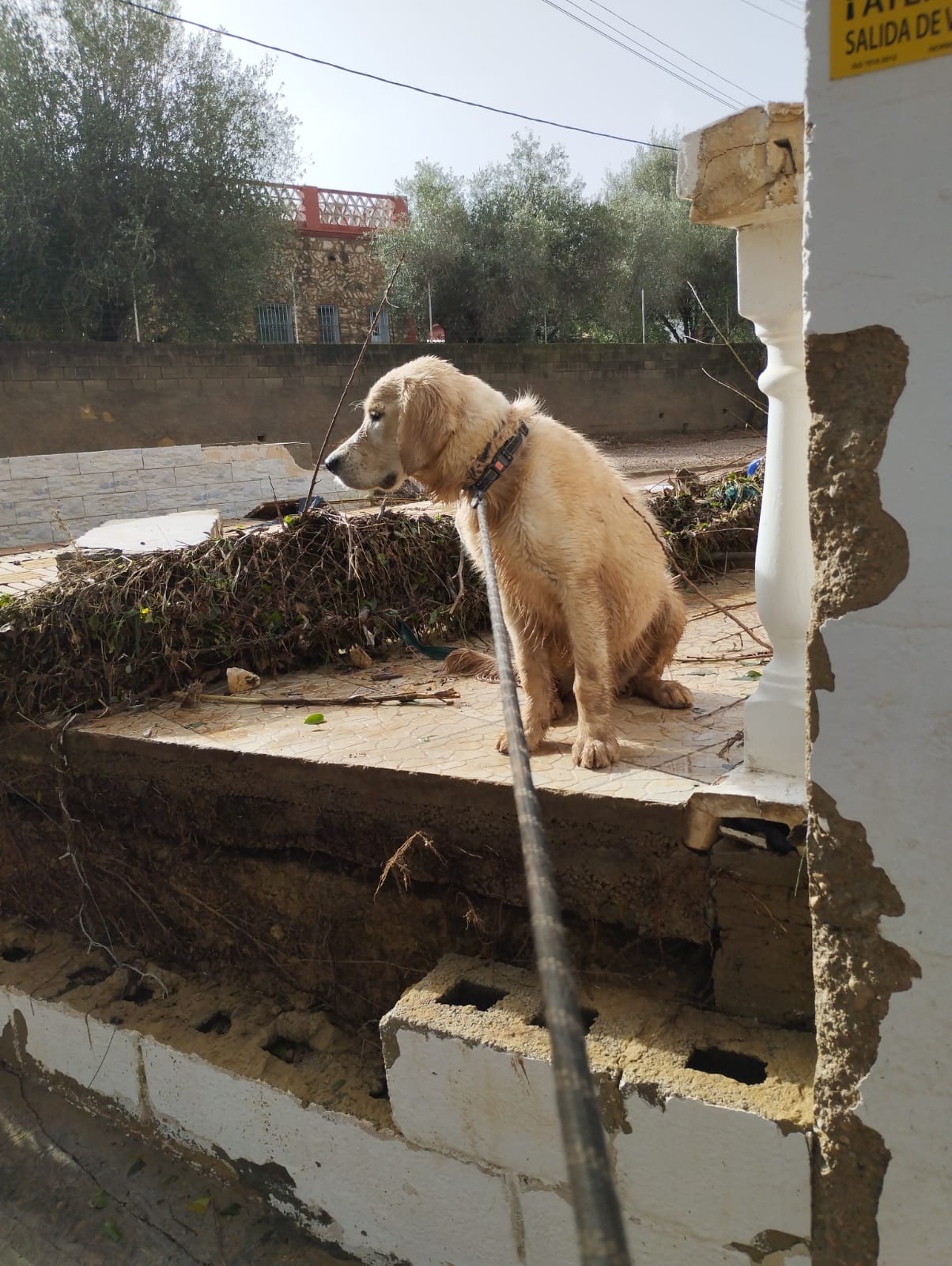 A golden retriever dog outside