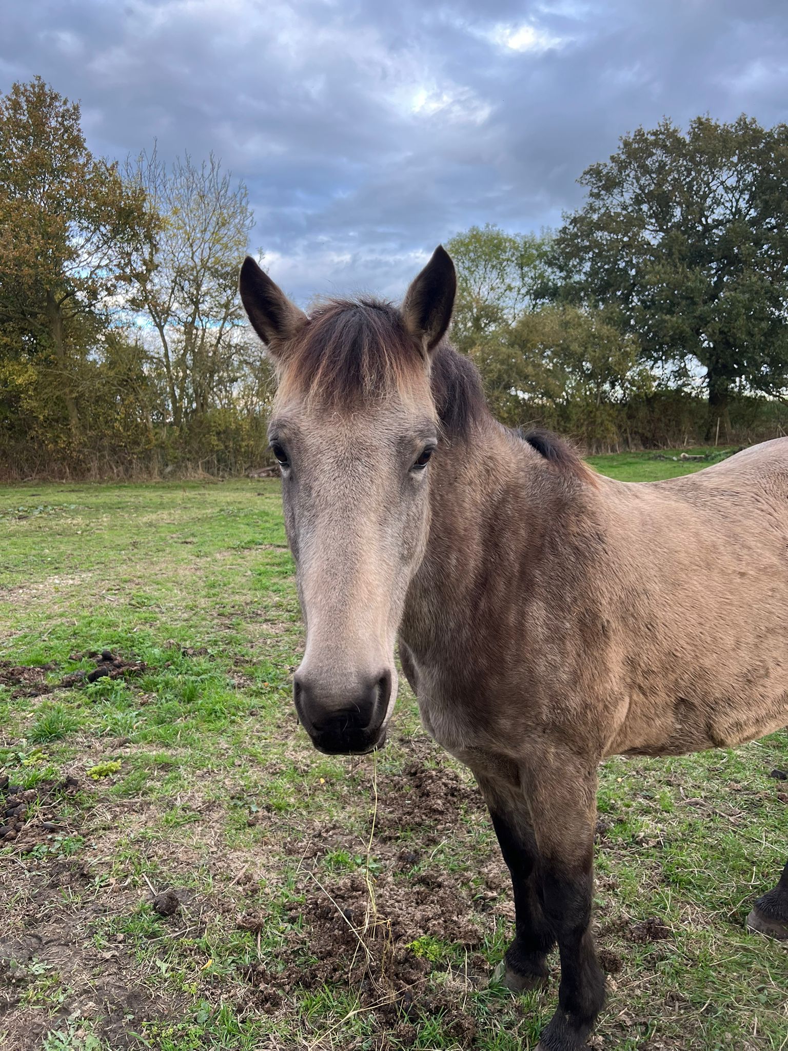 One of Julie Doorne's horses