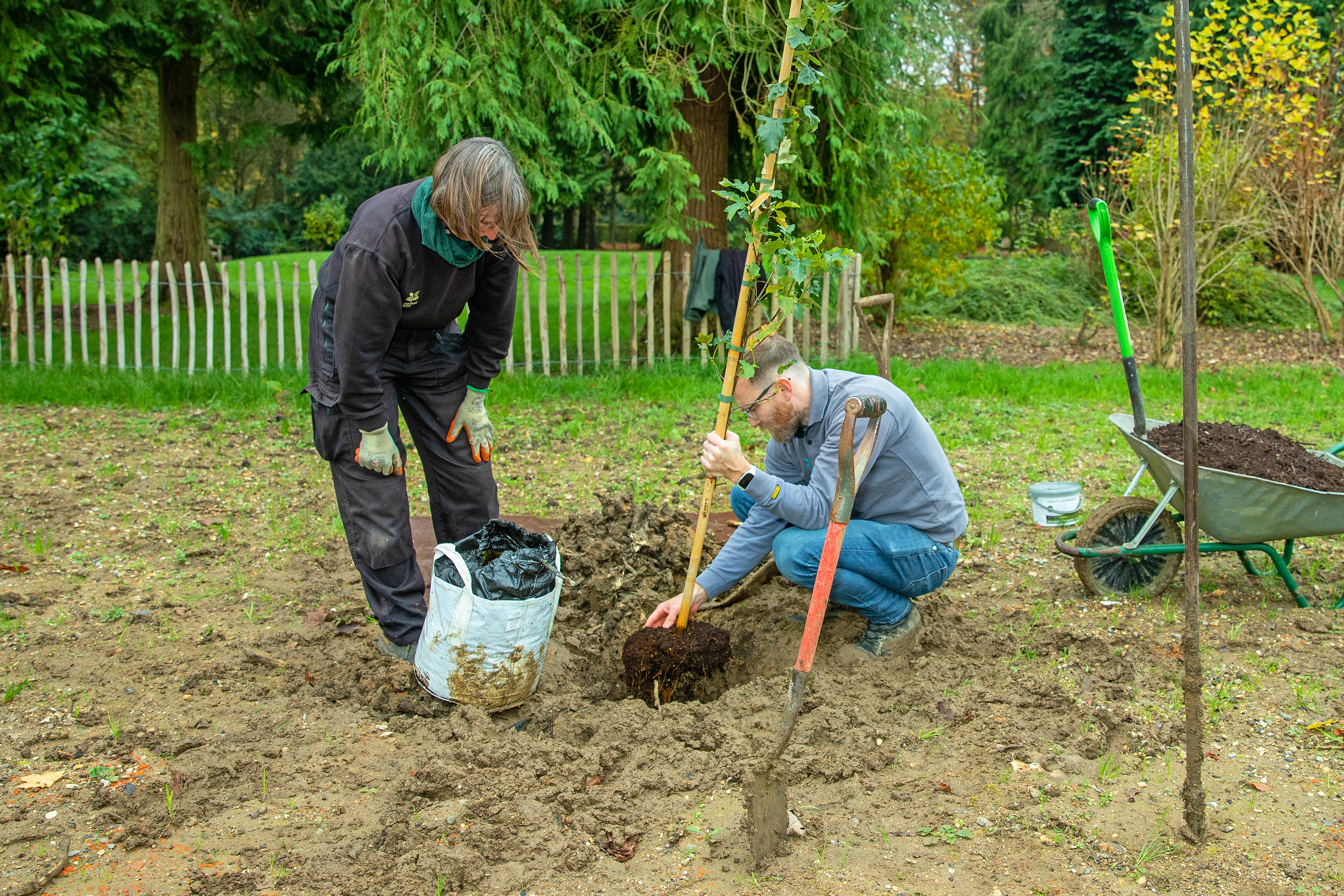 Two people planting a wild service sapling in the ground