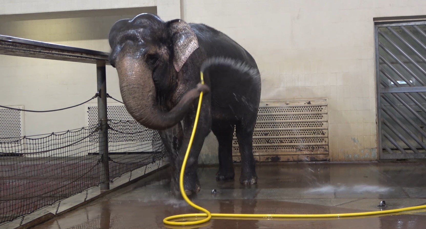 elephant with a hose