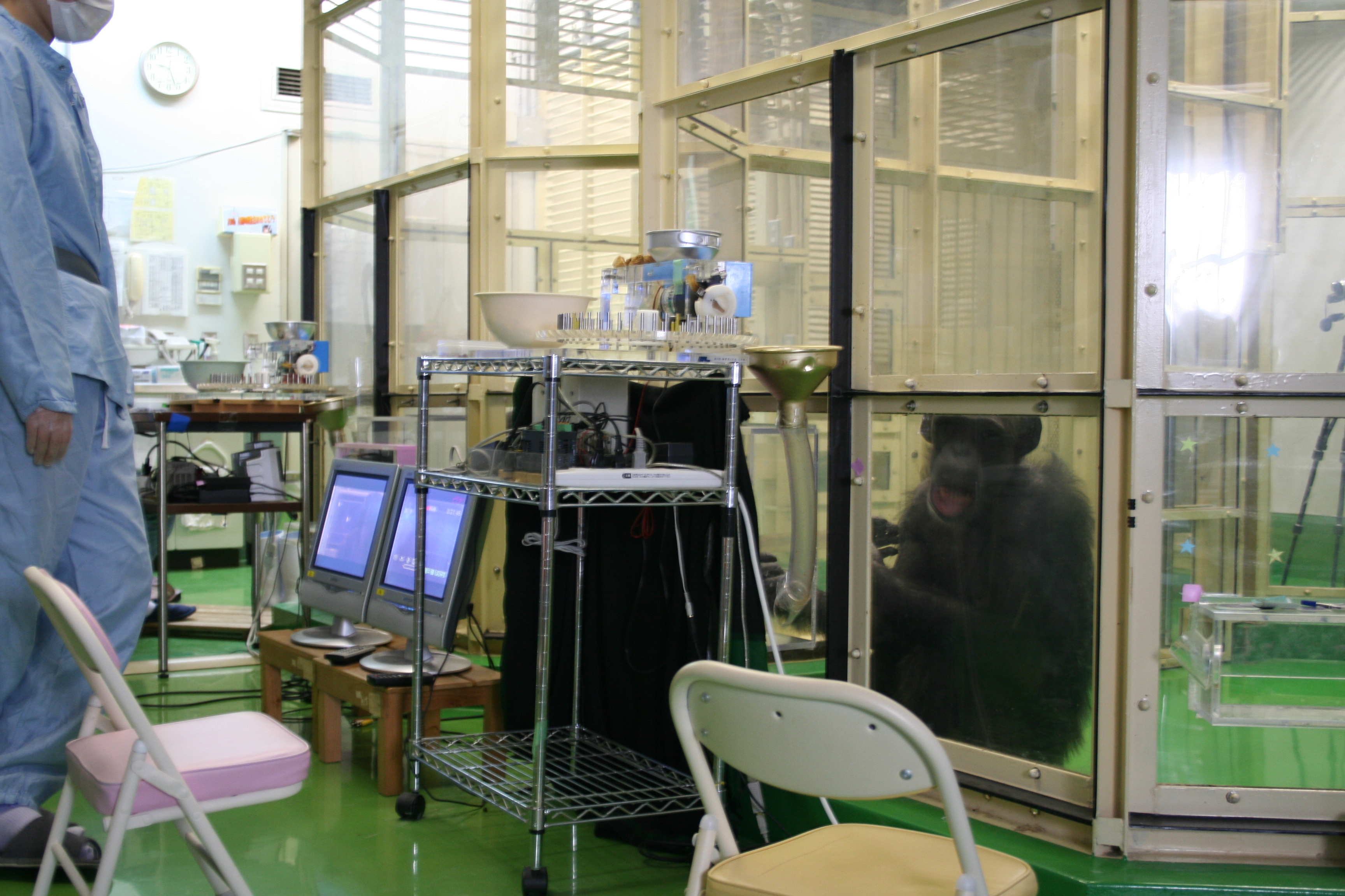 Touchscreen booths where chimps were given tasks to perform