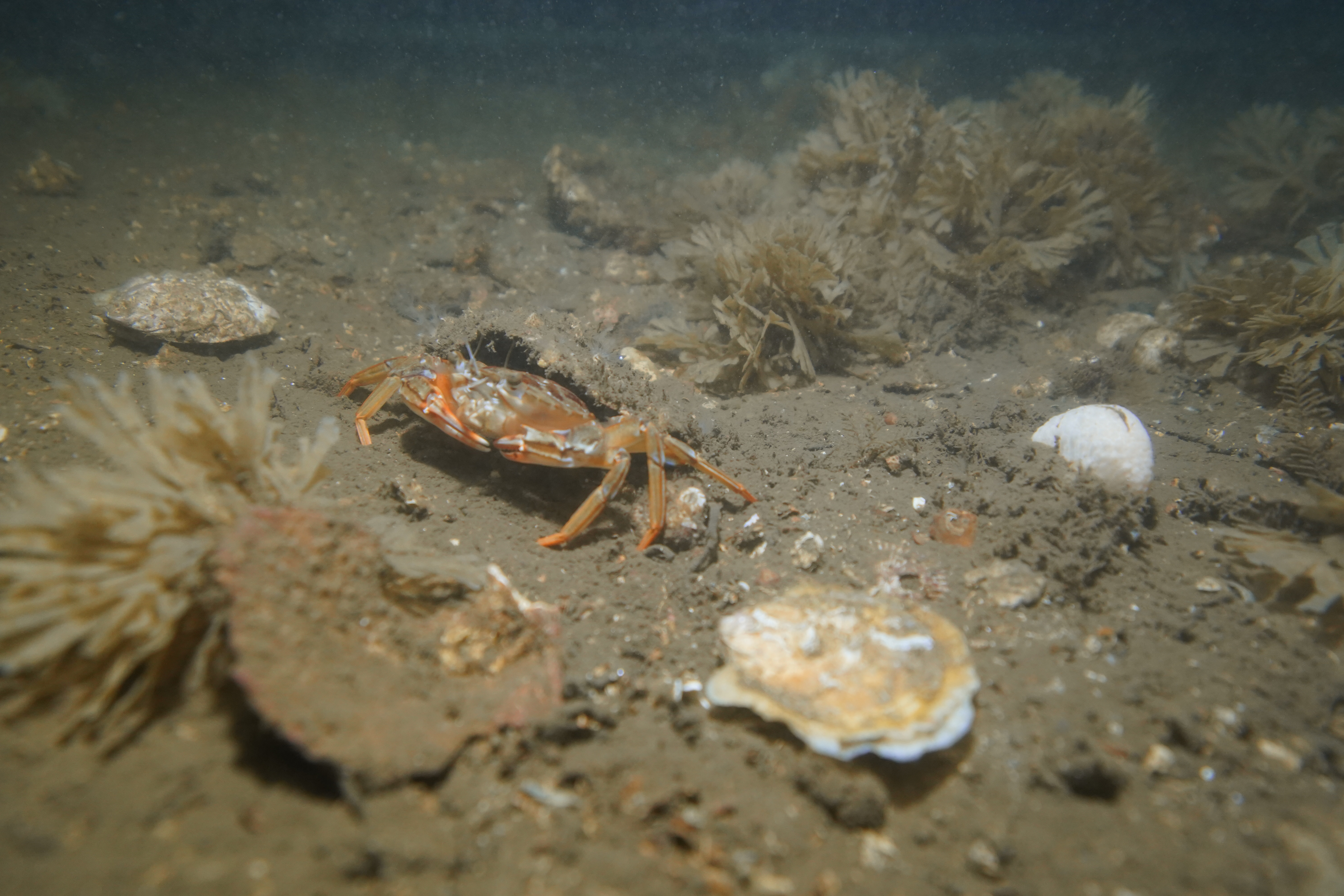 Crab ans oysters on the seabed