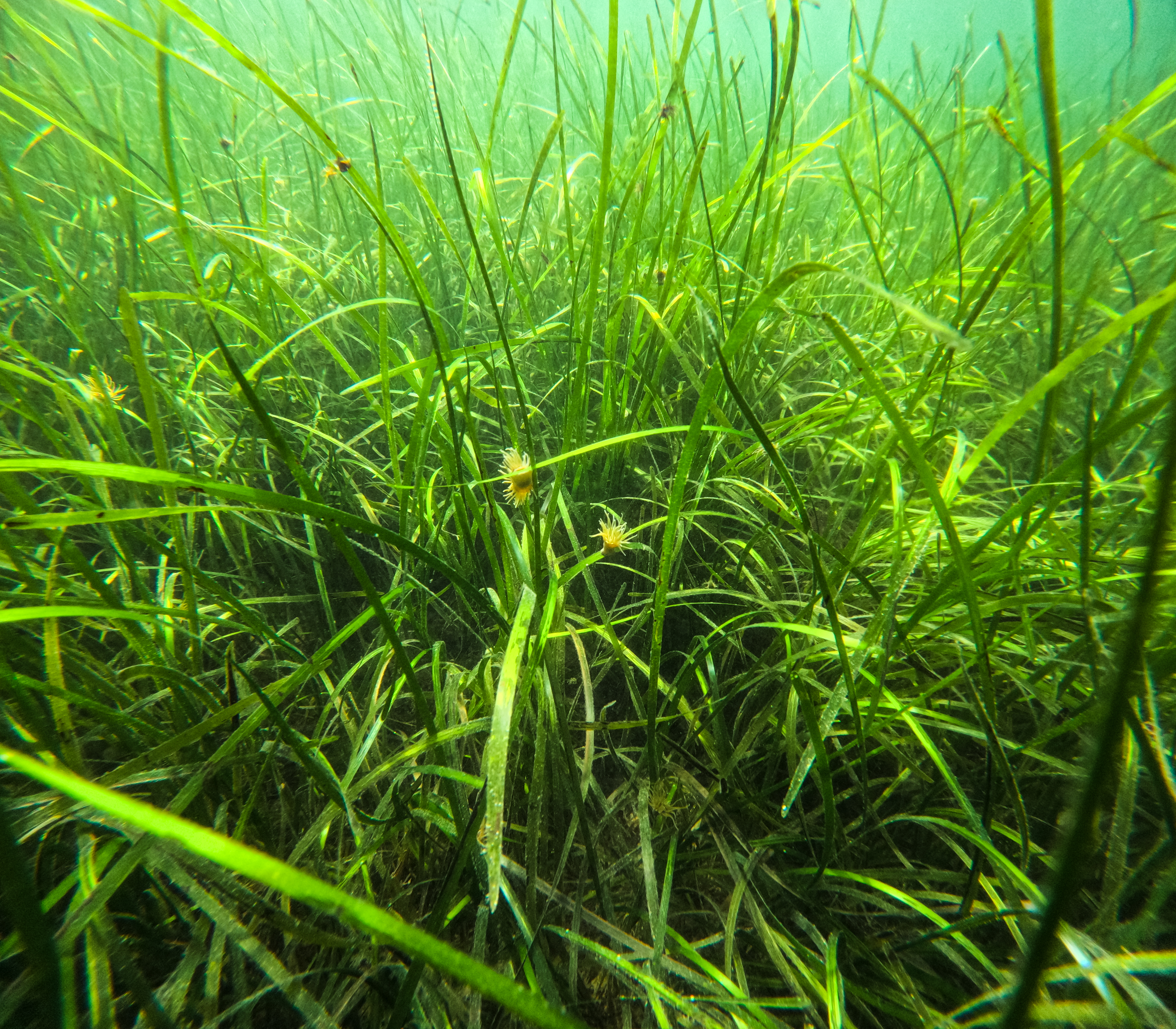 Seagrass in Loch Craignish, where charity Seawilding is carrying out restoration work. (HEIF/European Nature Trust/Gethin Chamberlain)