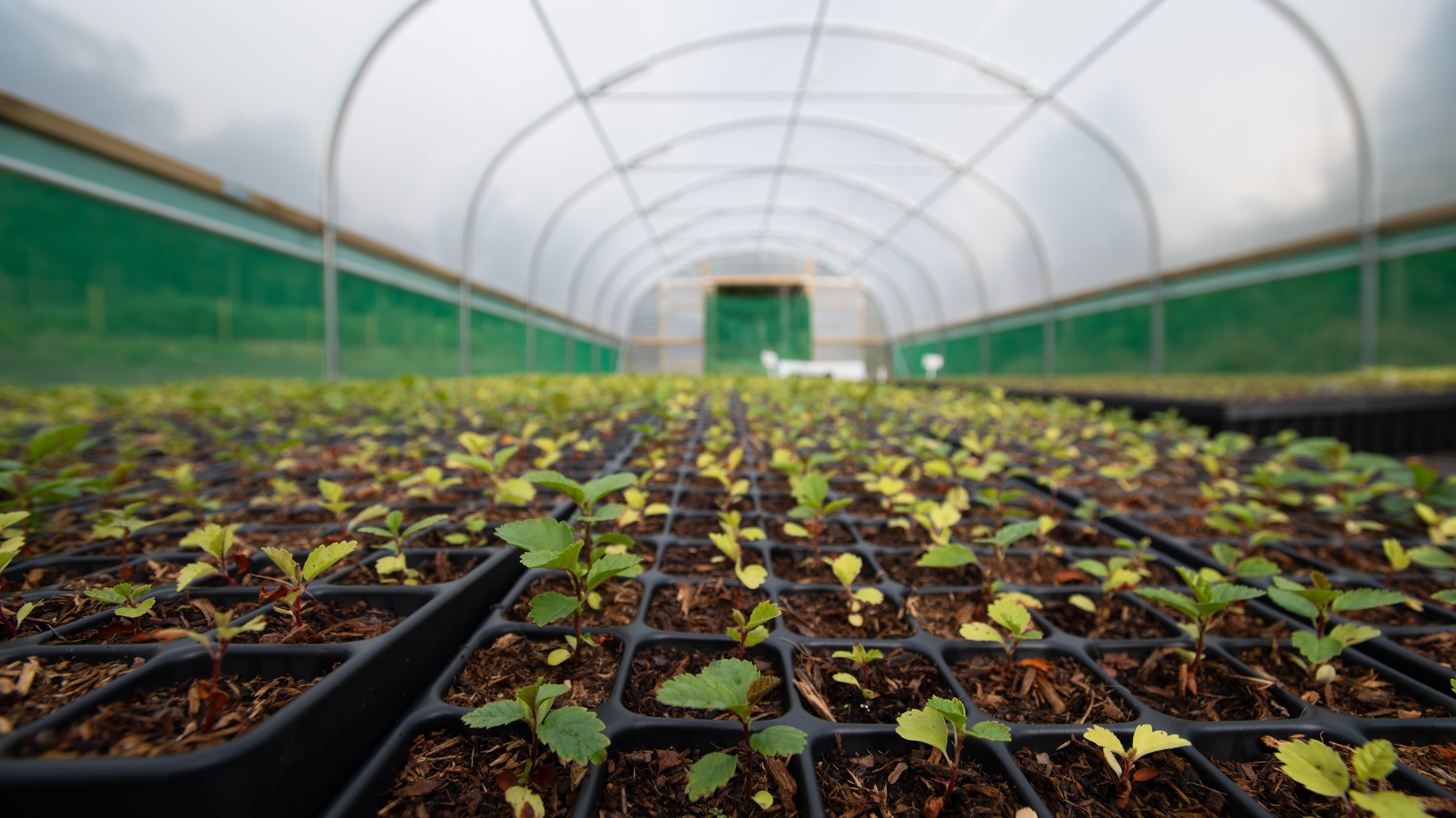 The newly-established Ardgay tree nursery plans to plant trees along Highland rivers to cool the water. (HEIF/European Nature Trust/Gethin Chamberlain)