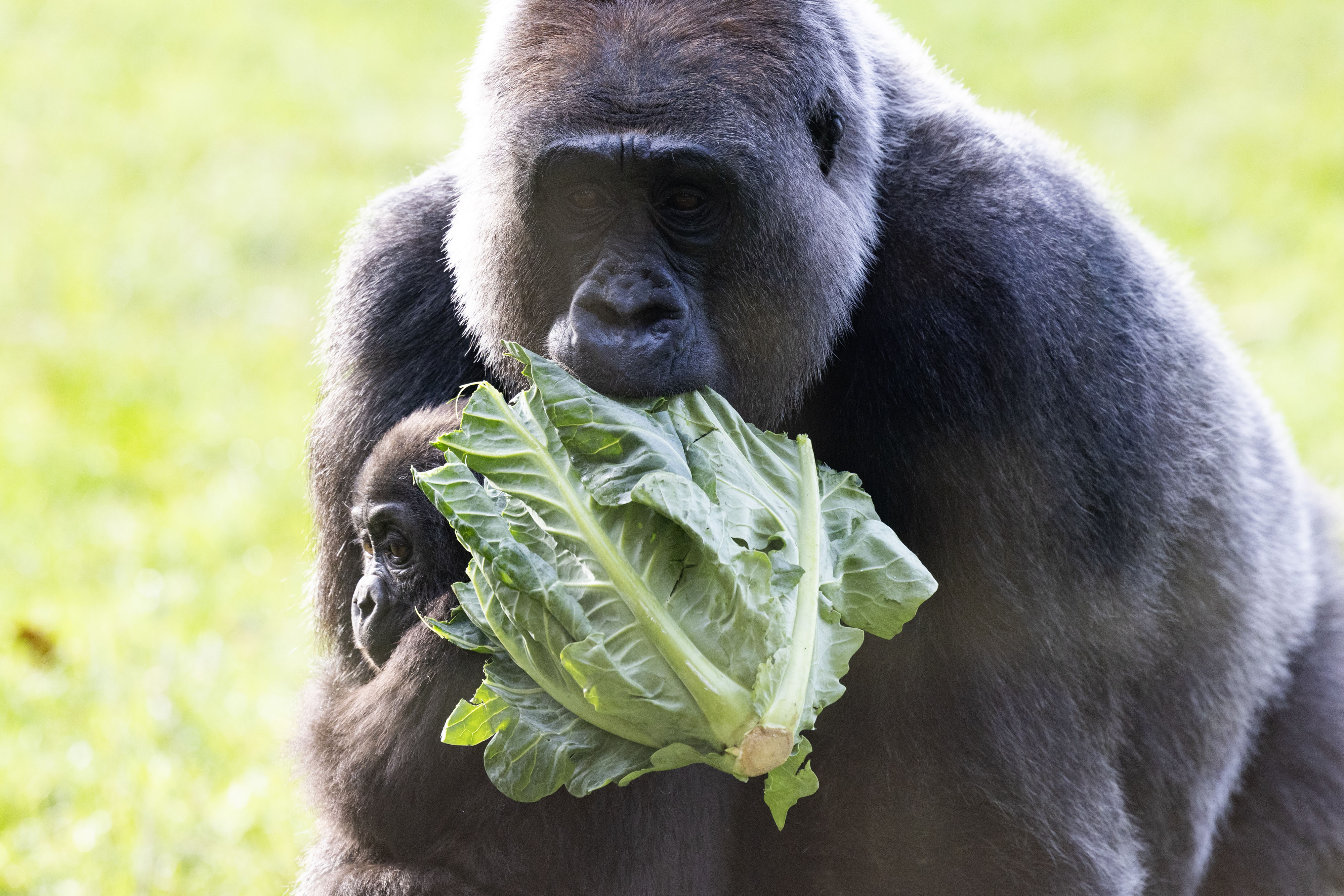 A western lowland gorilla and her baby at London Zoo