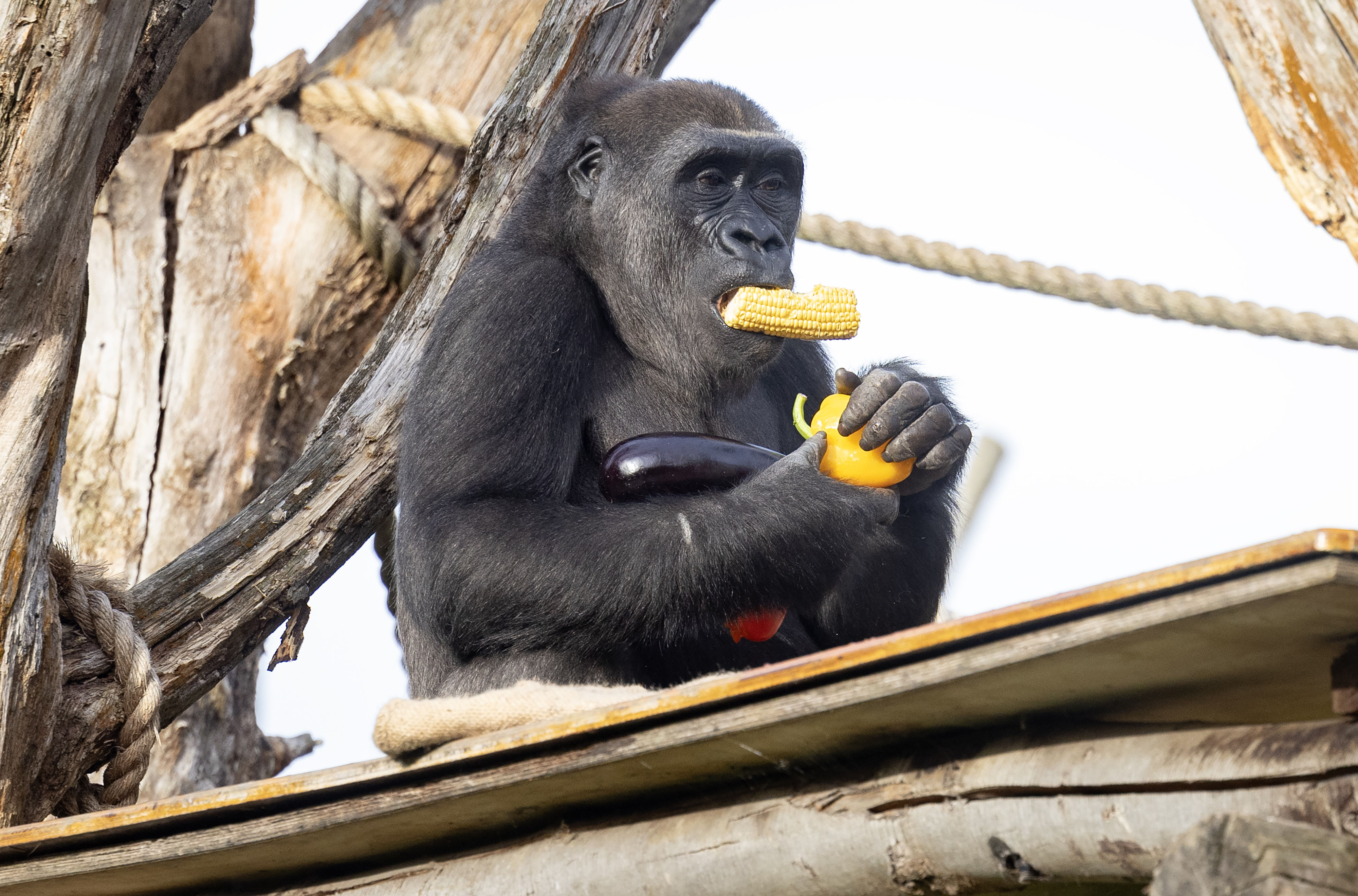 Western lowland gorilla eating vegetables