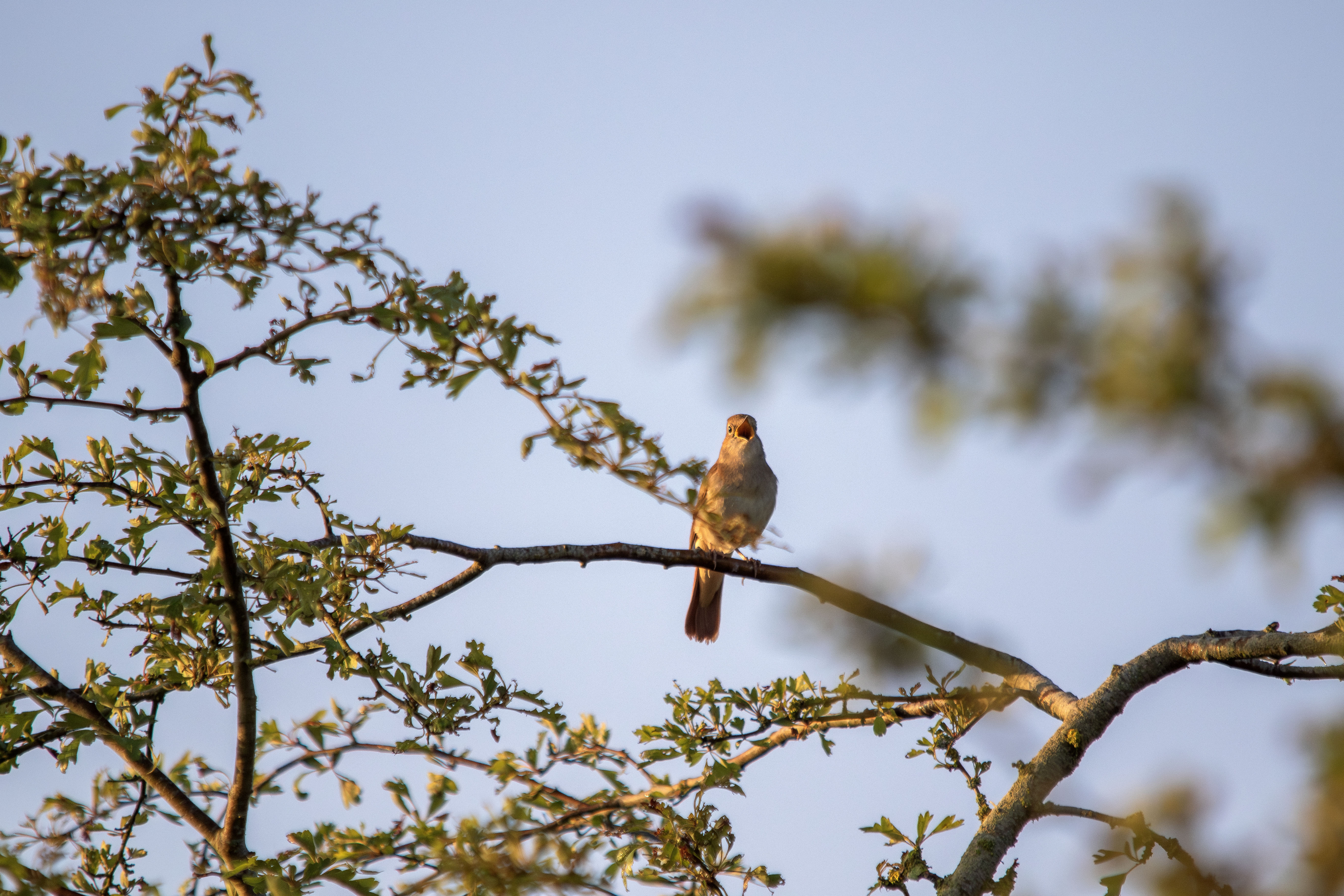 A nightingale singing on a branch