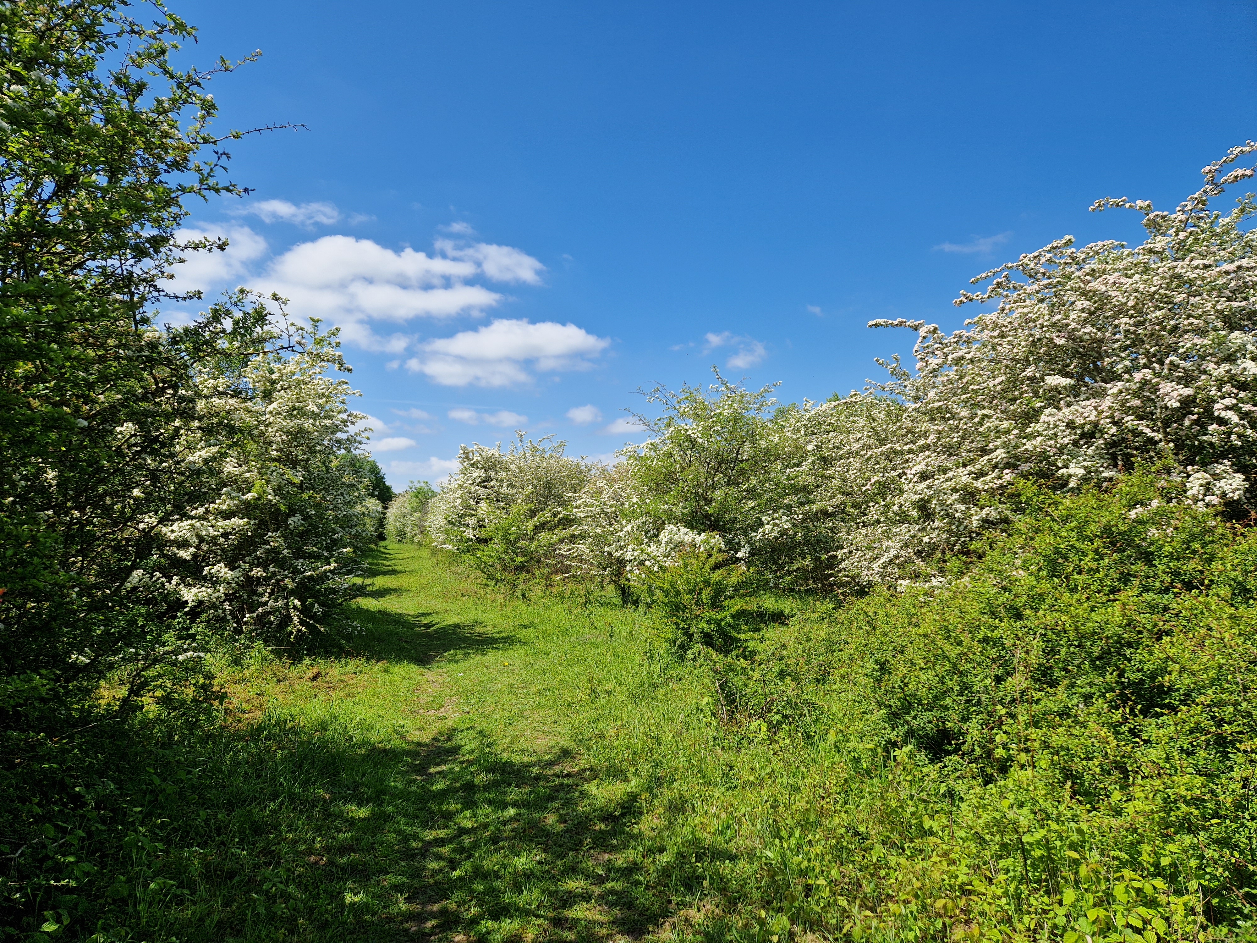 a path through blossoming hawthorn