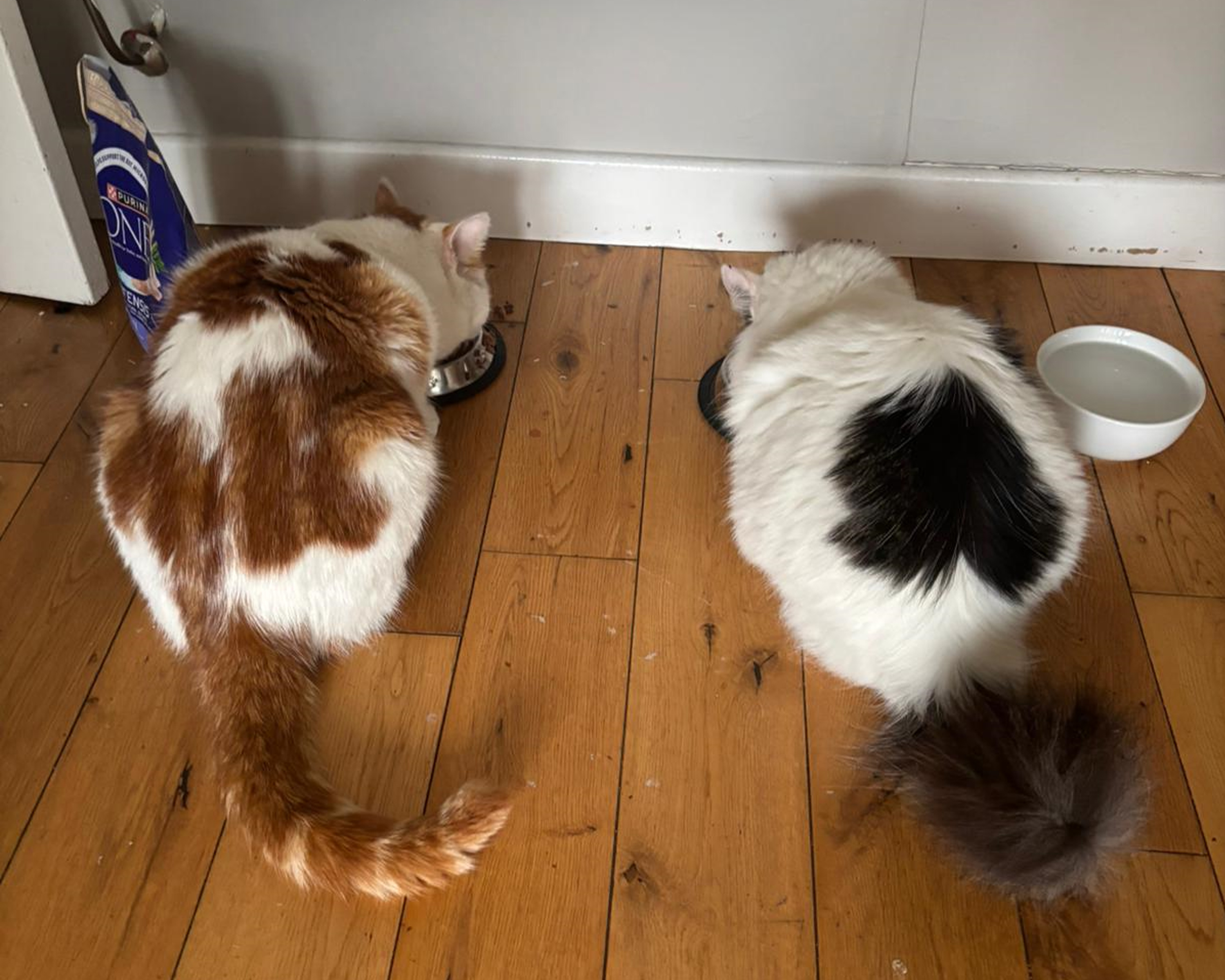 Beans (left) enjoying food at home with Missy