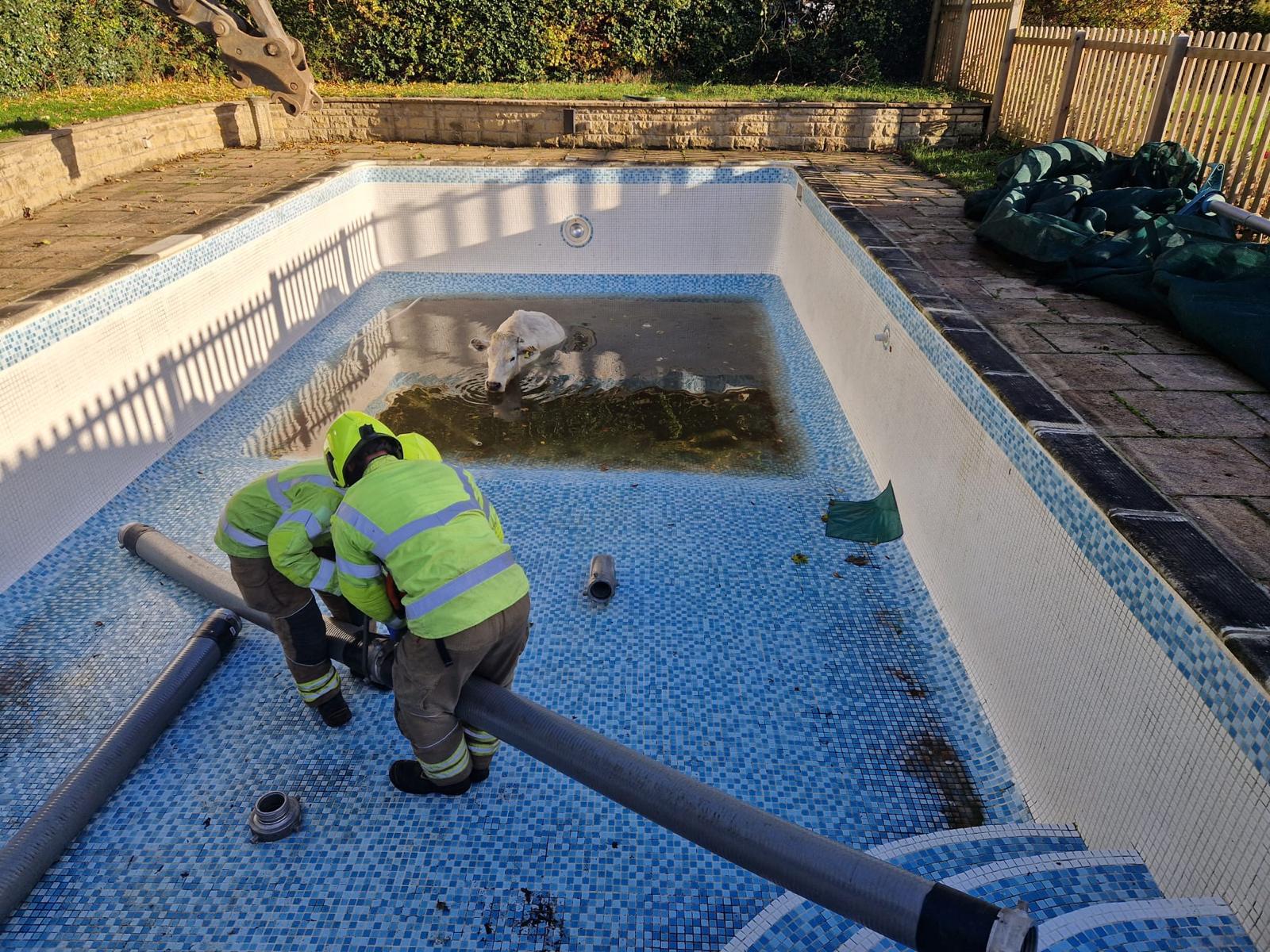 A firefighter rescuing a cow from a swimming pool