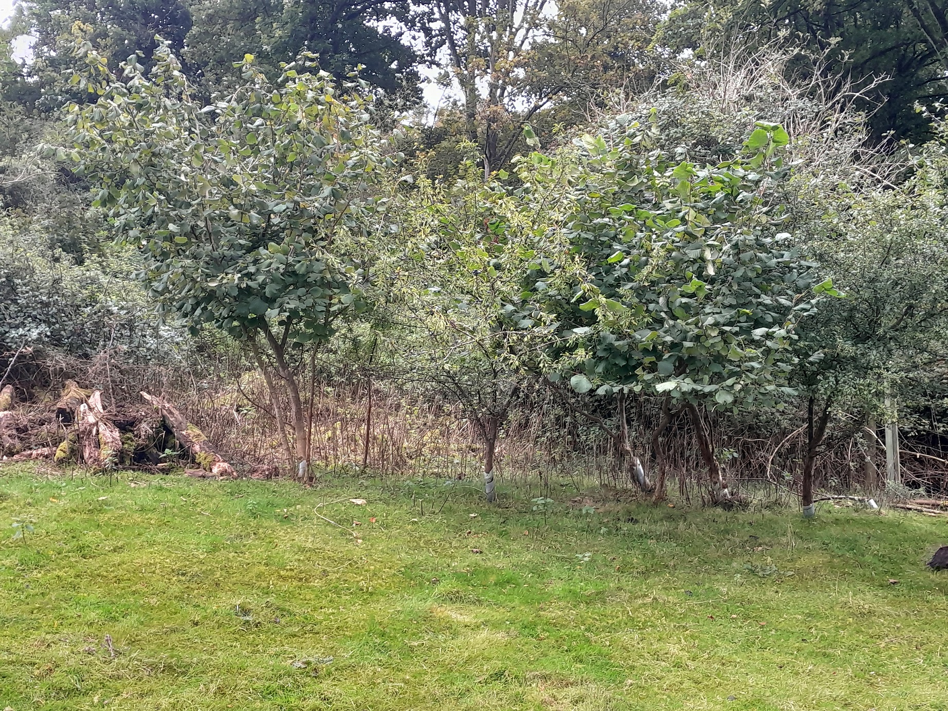 Disease-resistant elms at Lancing College 