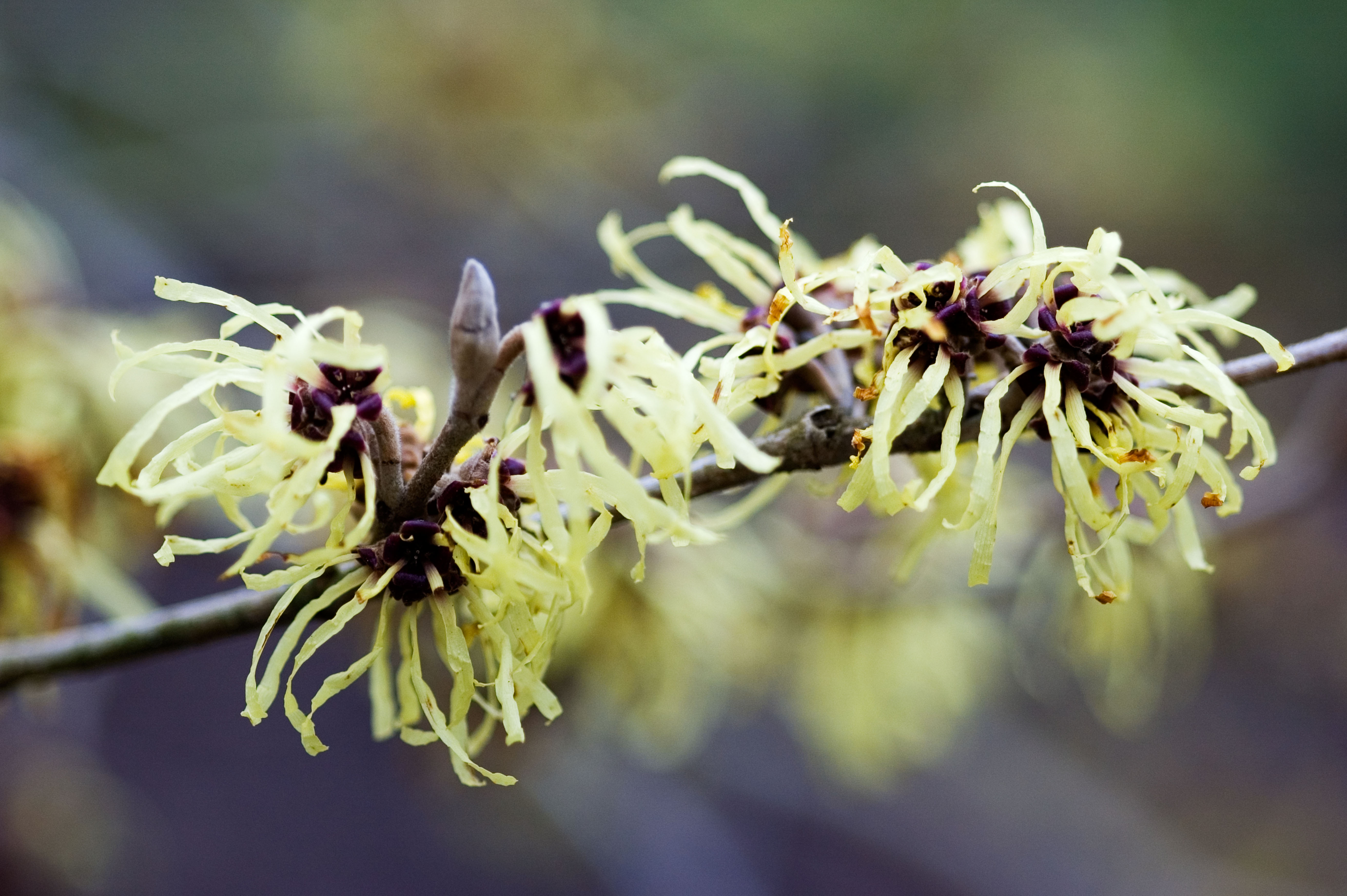 Hamamelis x intermedia 'Pallida' (Alamy/PA)