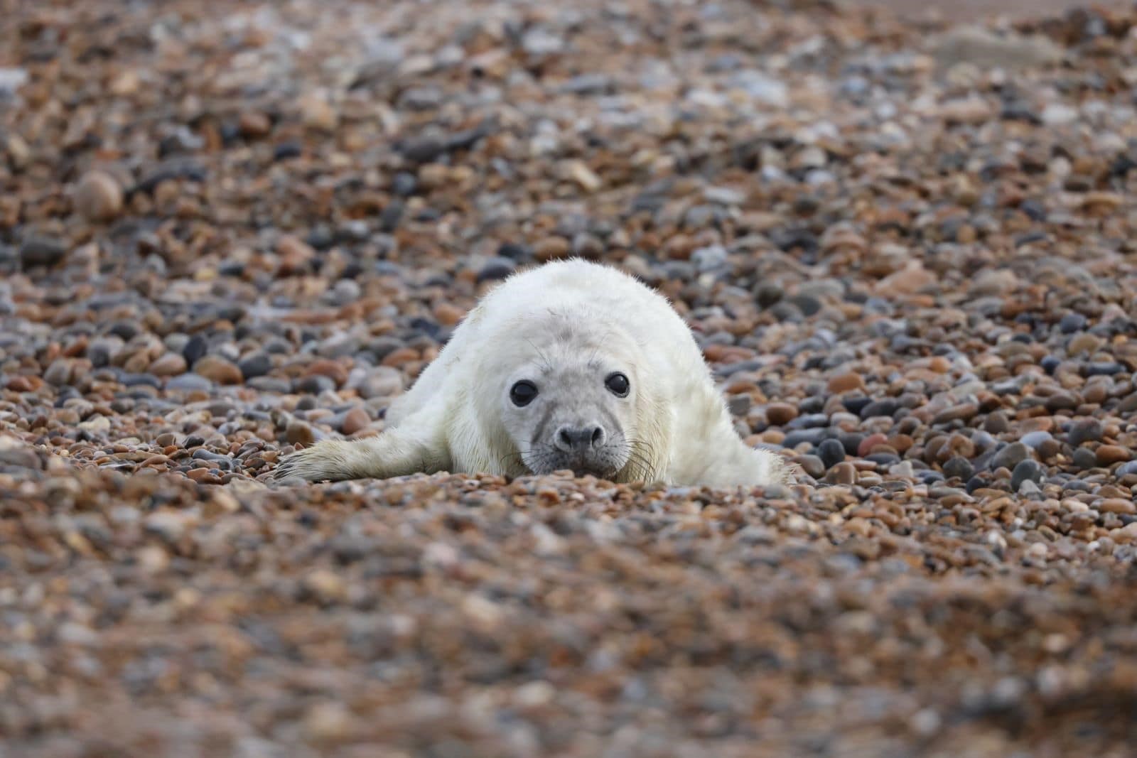 A newborn grey seal pup on the shingle at Orford Ness in Suffolk