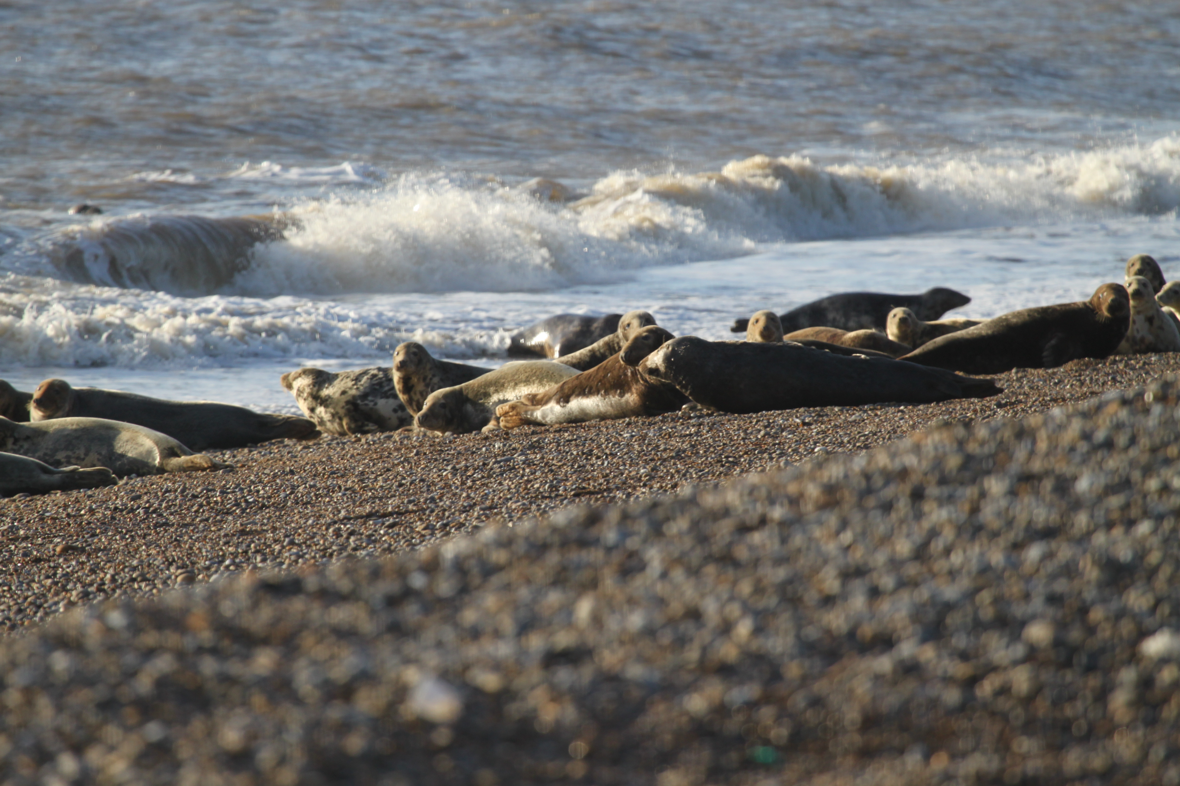 The grey seal colony on the shores of Orford Ness