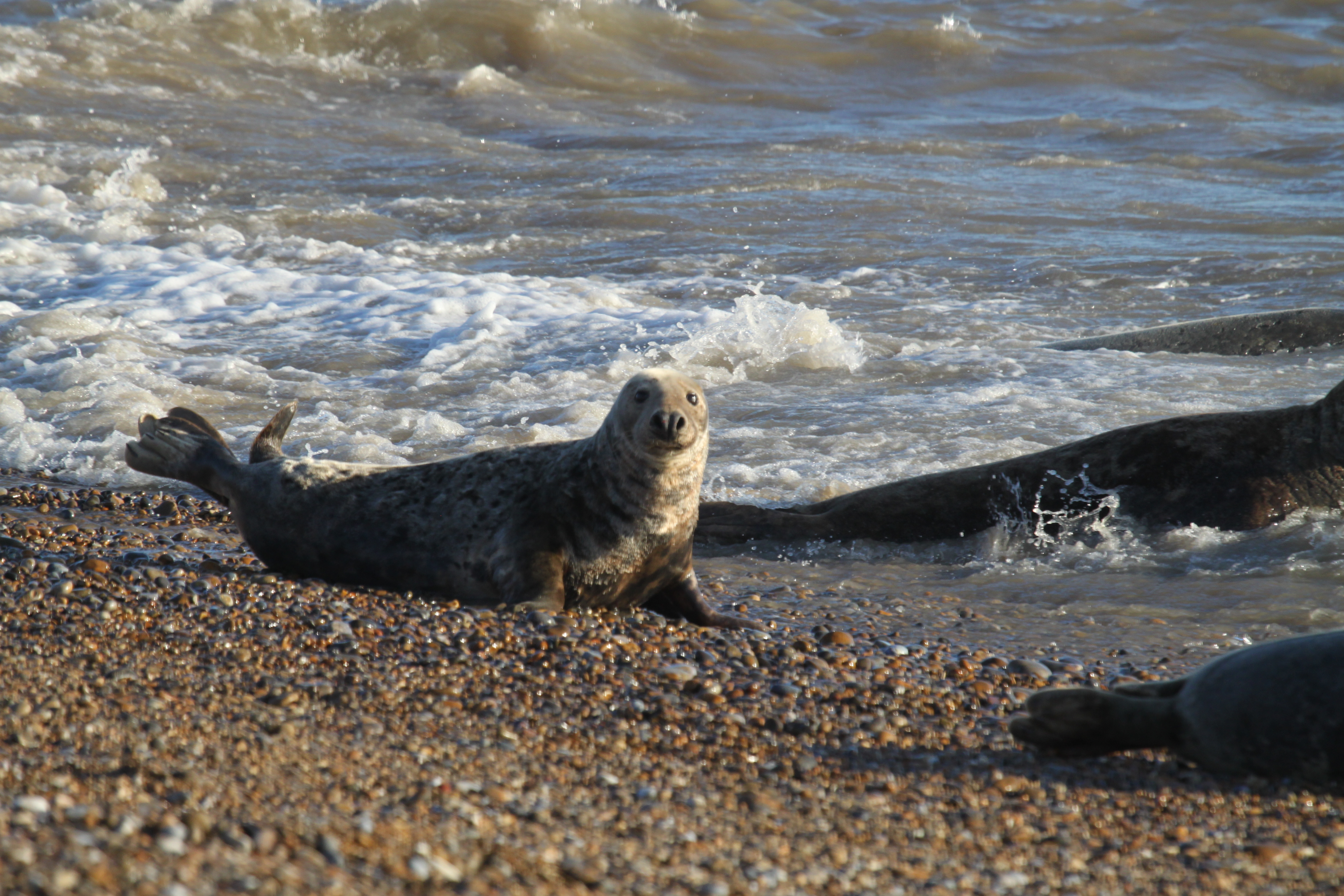 An adult grey seal on Orford Ness beach