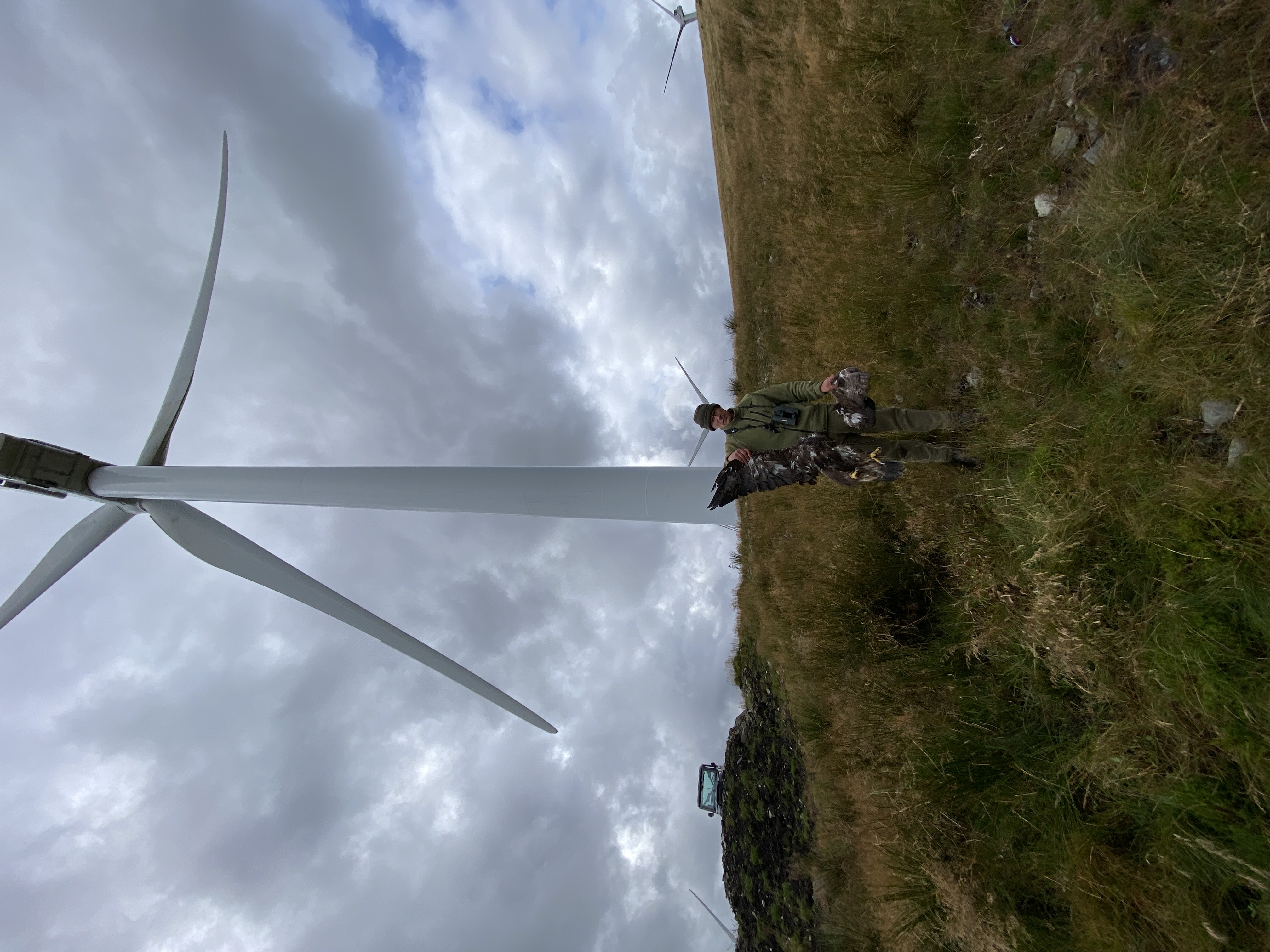 Man picking up dead eagle at the foot of a wind turbine