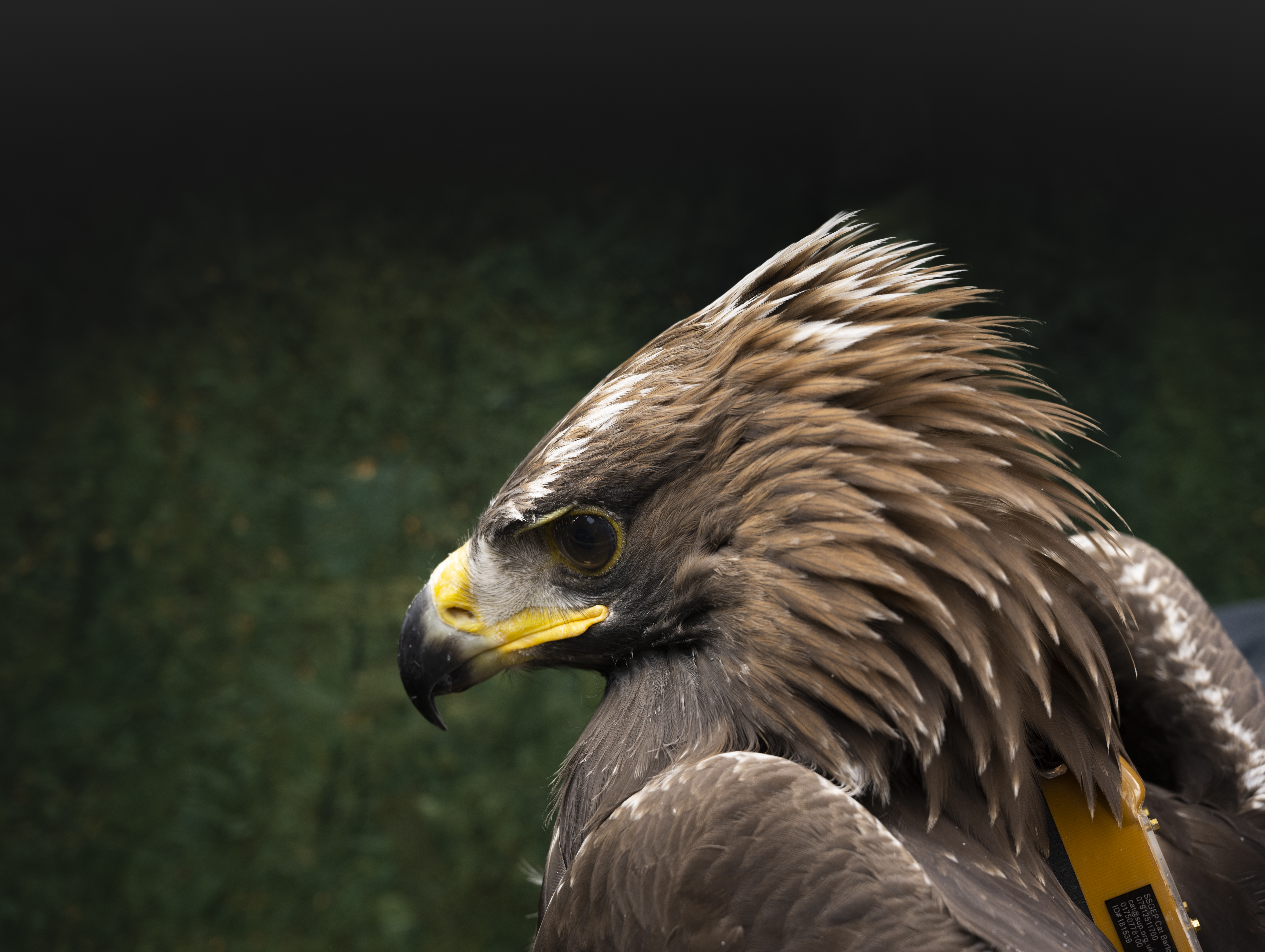 Close-up of a golden eagle with a tag