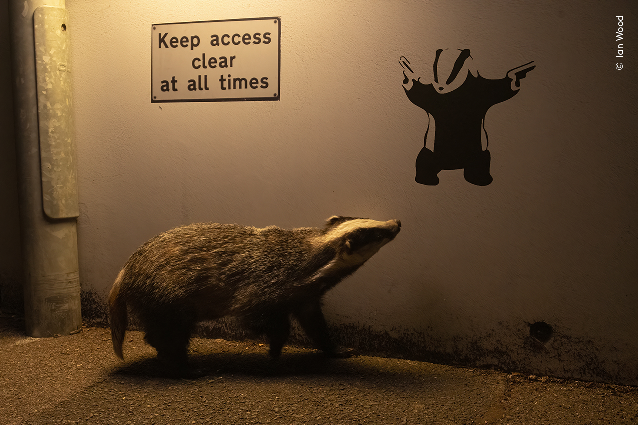 A badger looks in the direction of graffiti of a badger holding guns on a wall at night