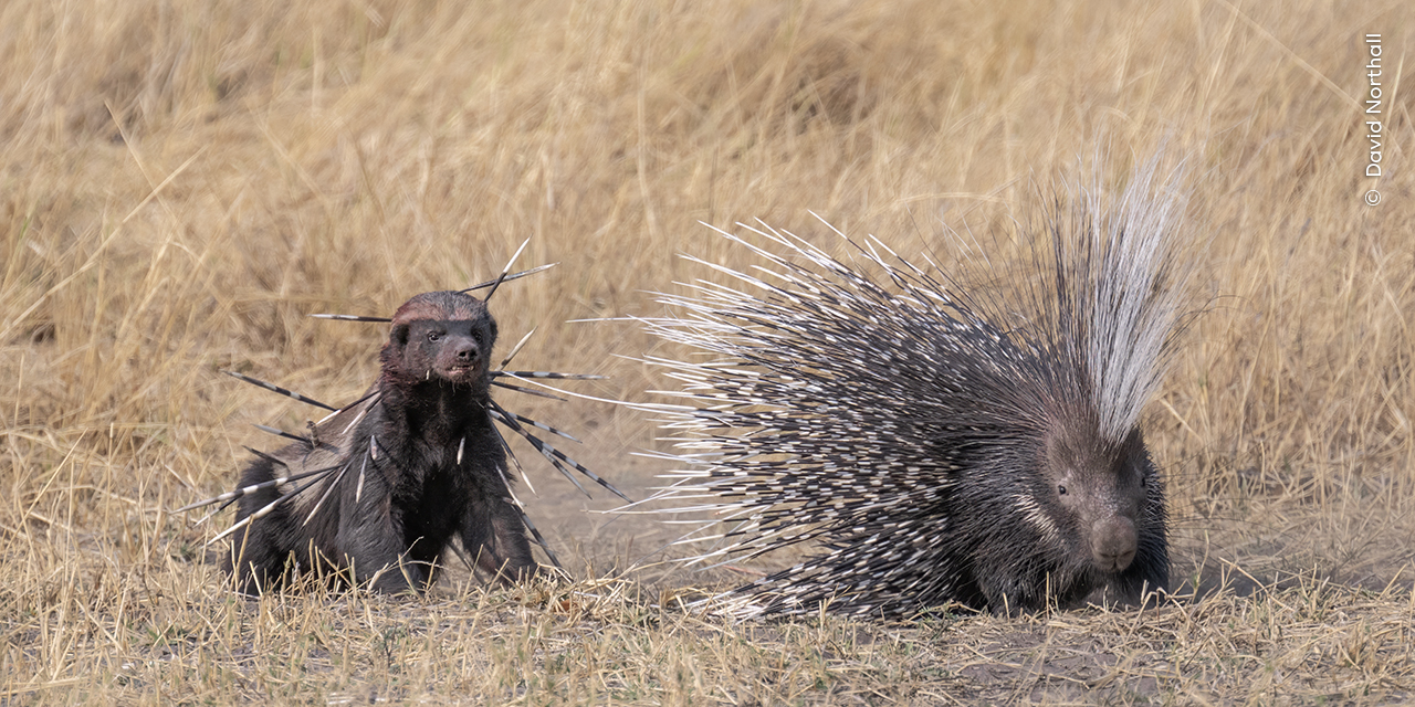 A honey badger with porcupine quills embedded in it behind a porcupine