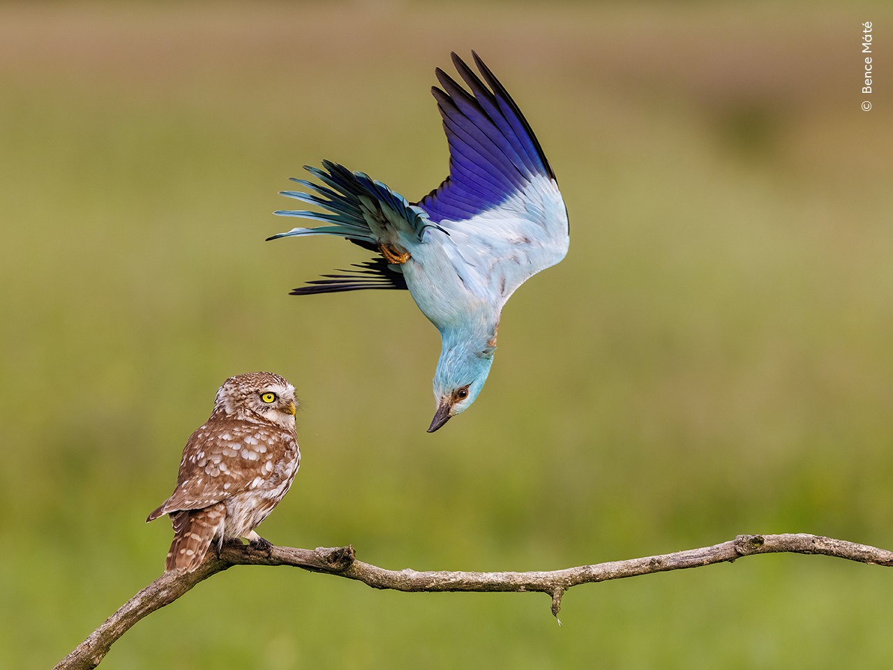 A European roller bird flying upside down defending its territory from a little owl sitting on a branch