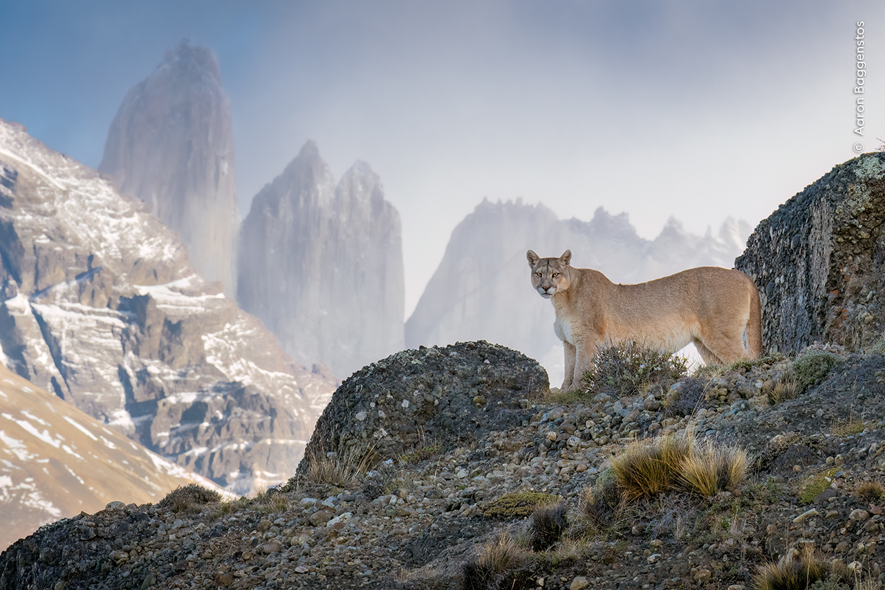 A puma stands on rocks with the jagged peaks of Torres del Paine National Park, Chile, in the background