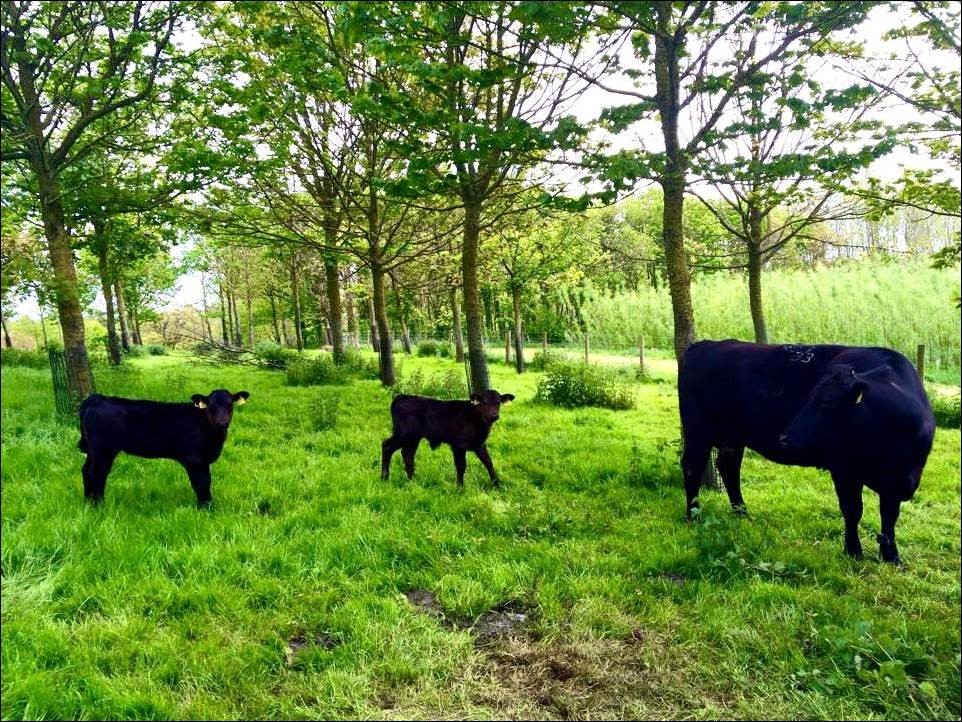 Cows in a woodland setting (Forestry Commission/PA)