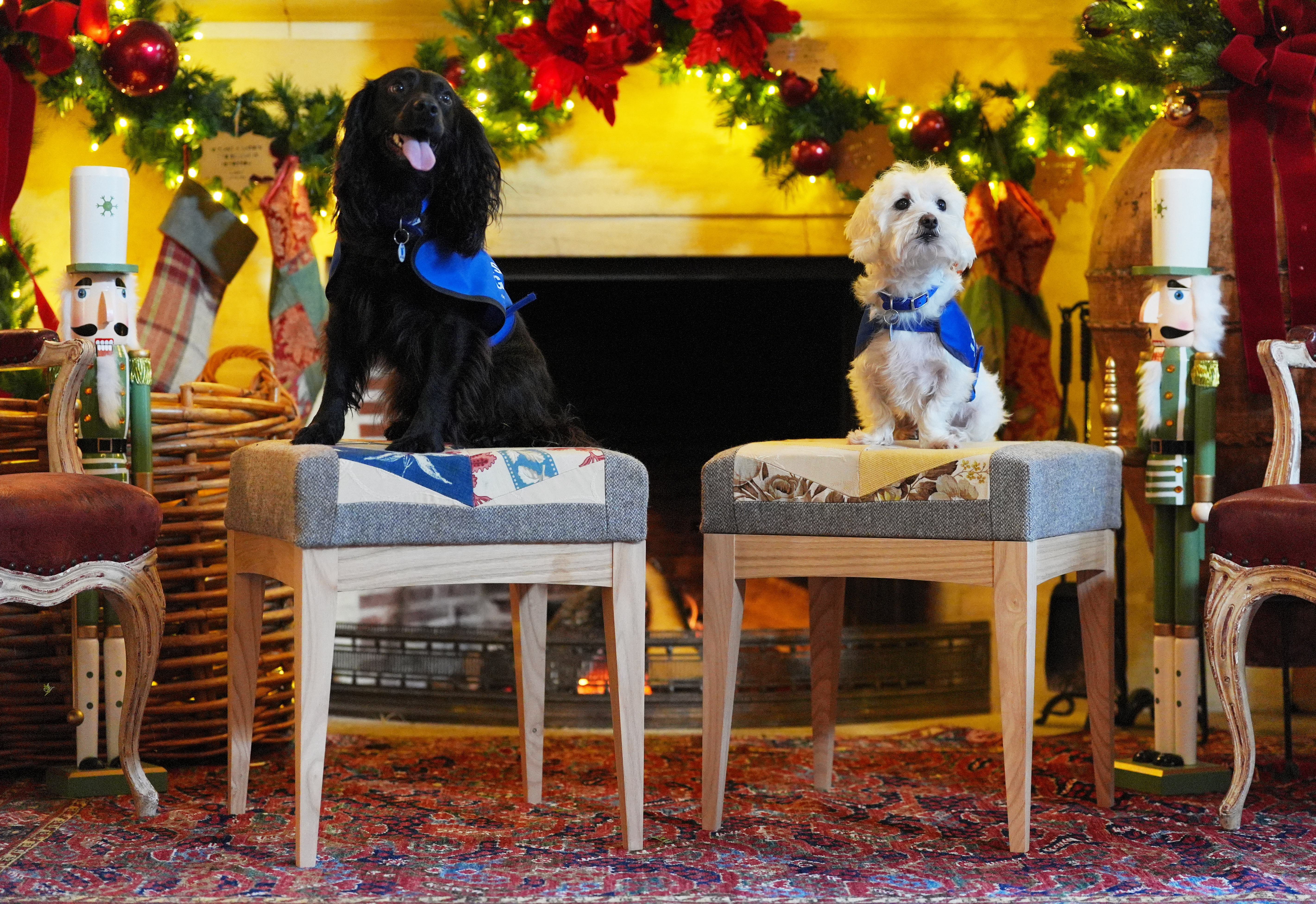 Missy, a spaniel, and Percy, a Maltese cross, were brought from Windsor to the the King's Gloucestershire estate