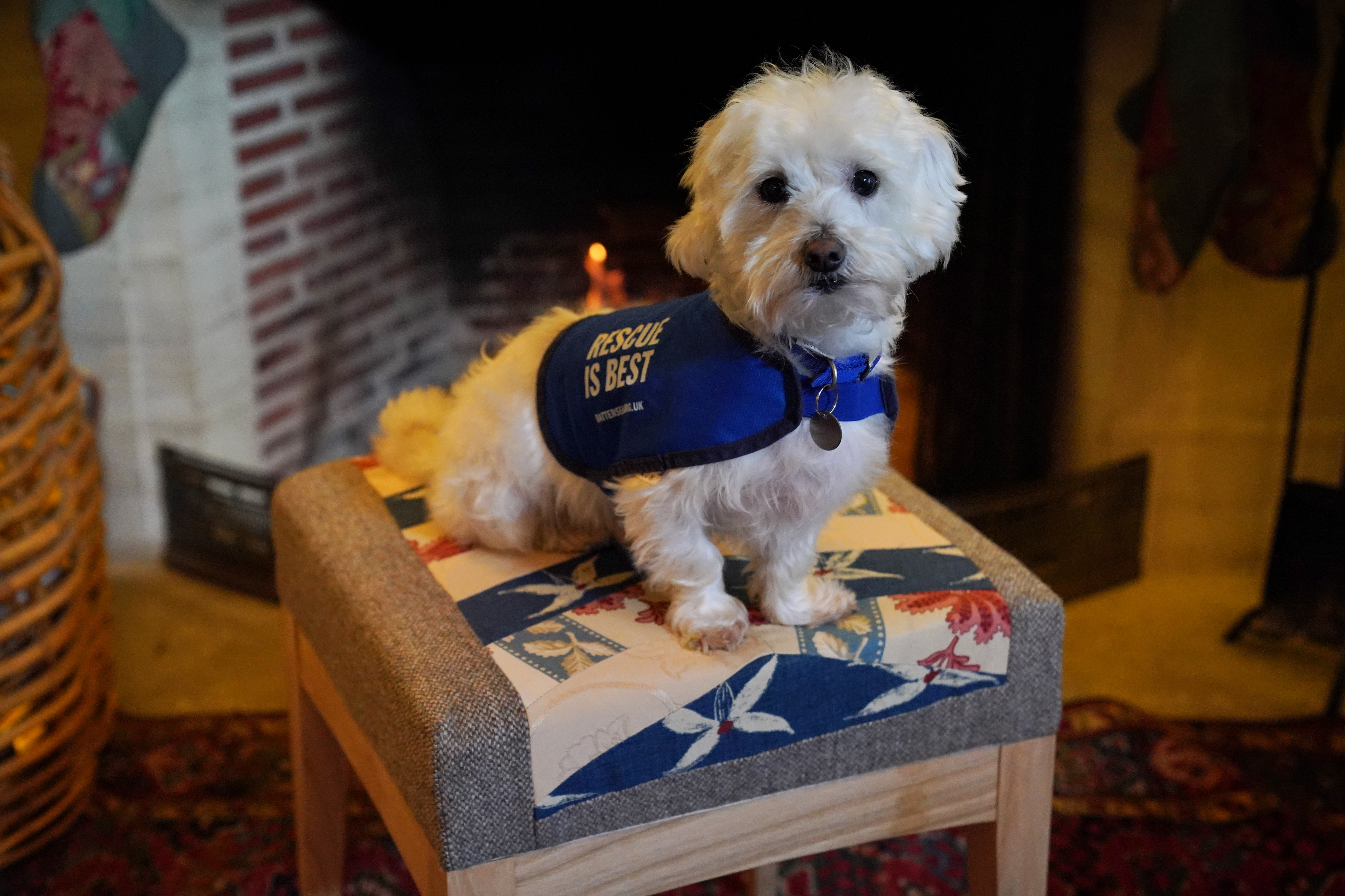 Percy wearing a Battersea Dogs and Cats Home coat 