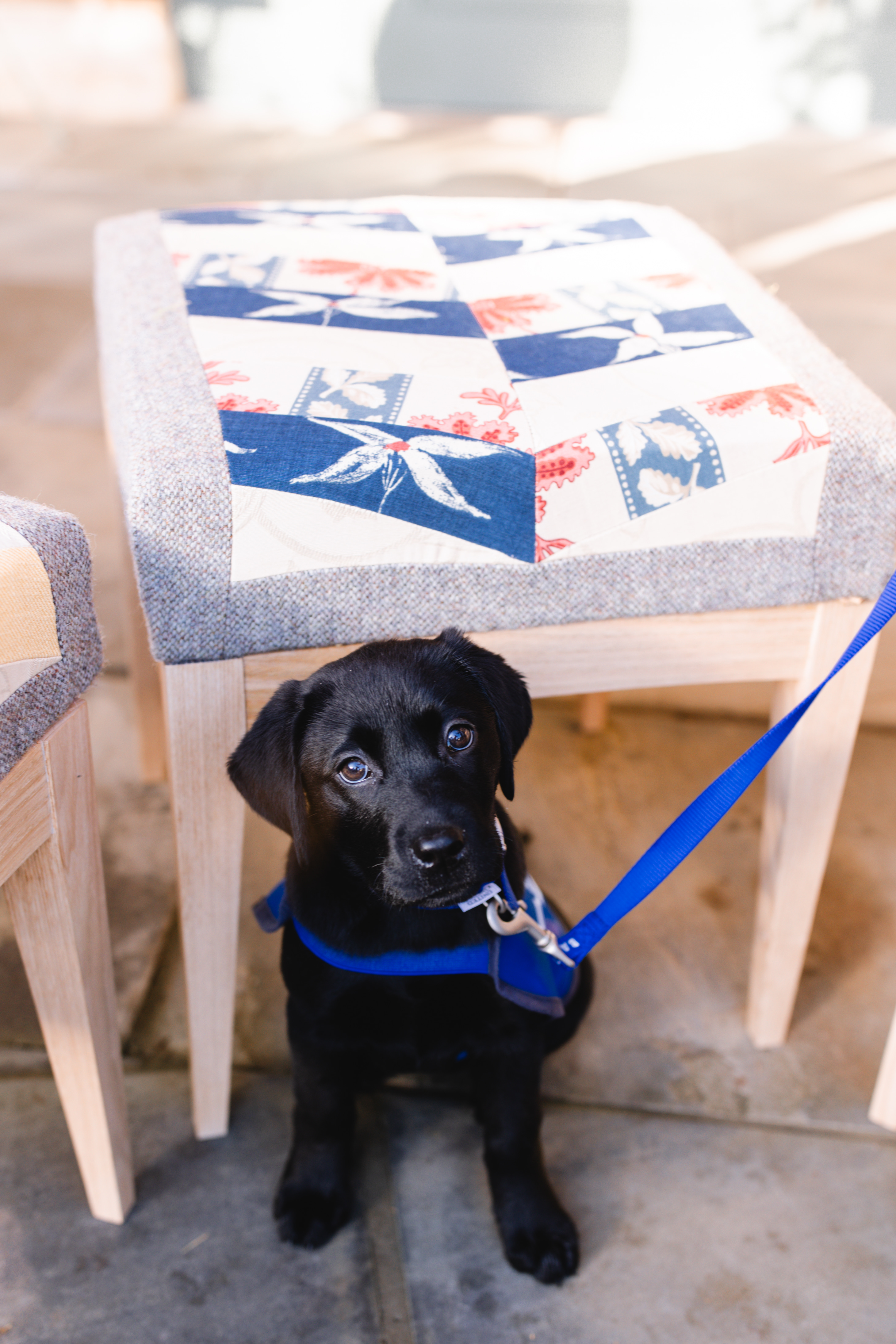 Darcie the Labrador next to one of the bespoke stools