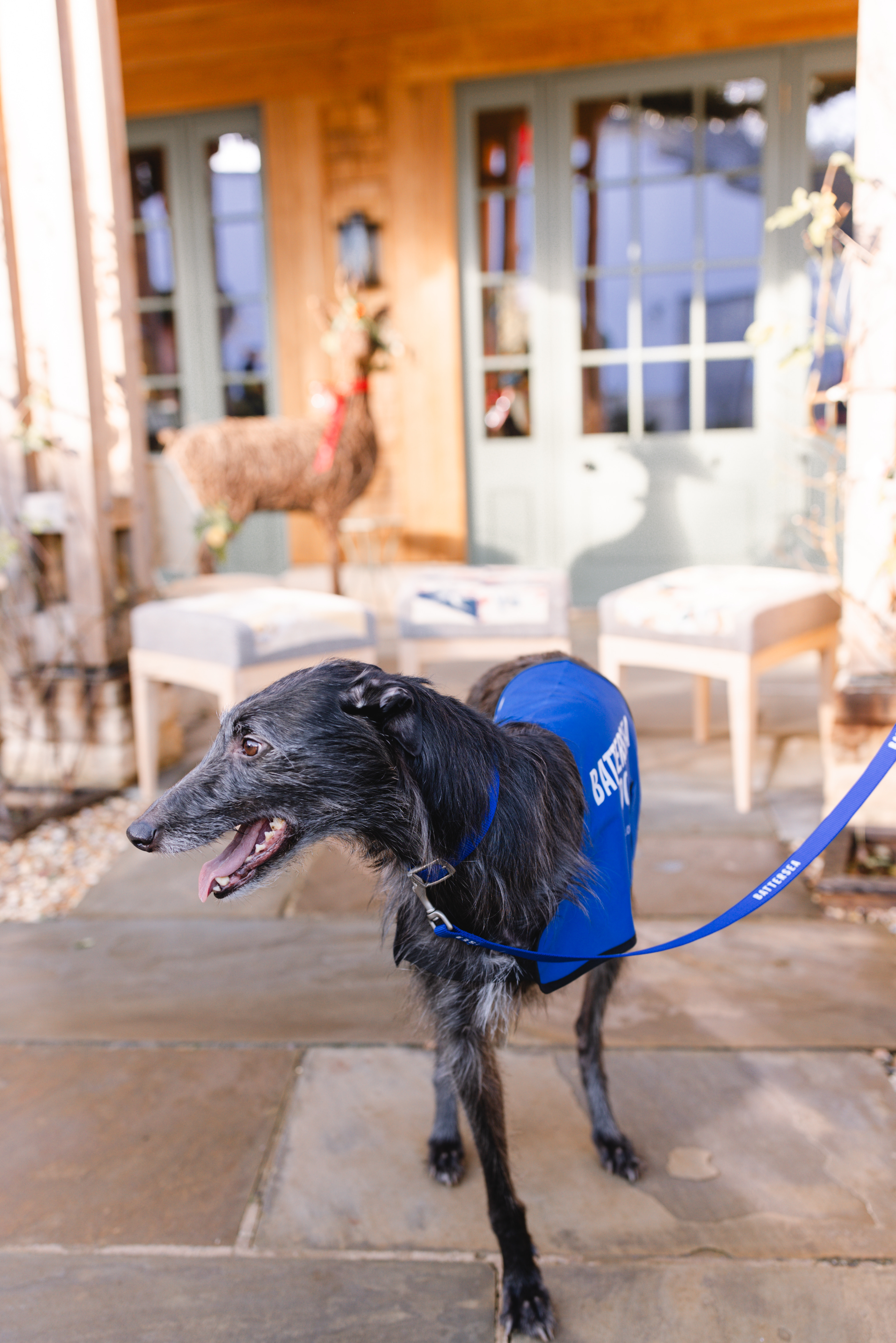 Shadow the three-legged Lurcher