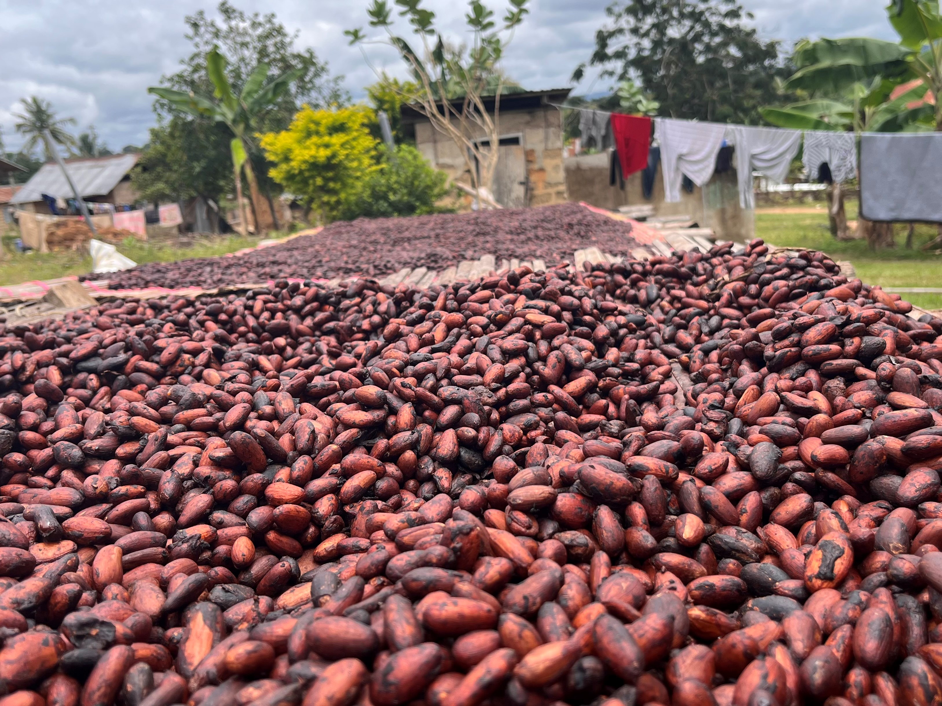 Cocoa beans drying on open air racks after harvesting