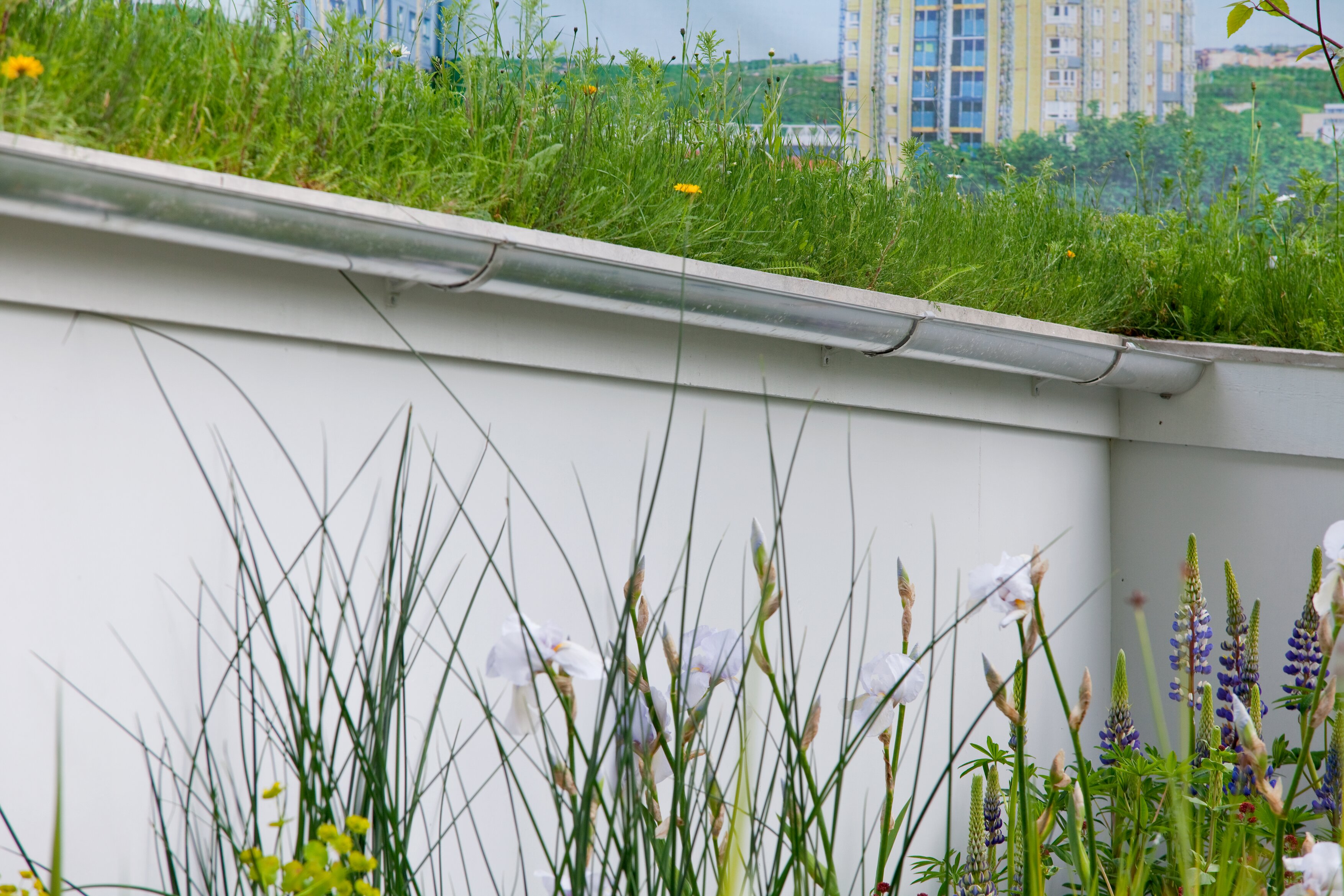 Grasses and other plants on a demonstration green roof with planting in foreground