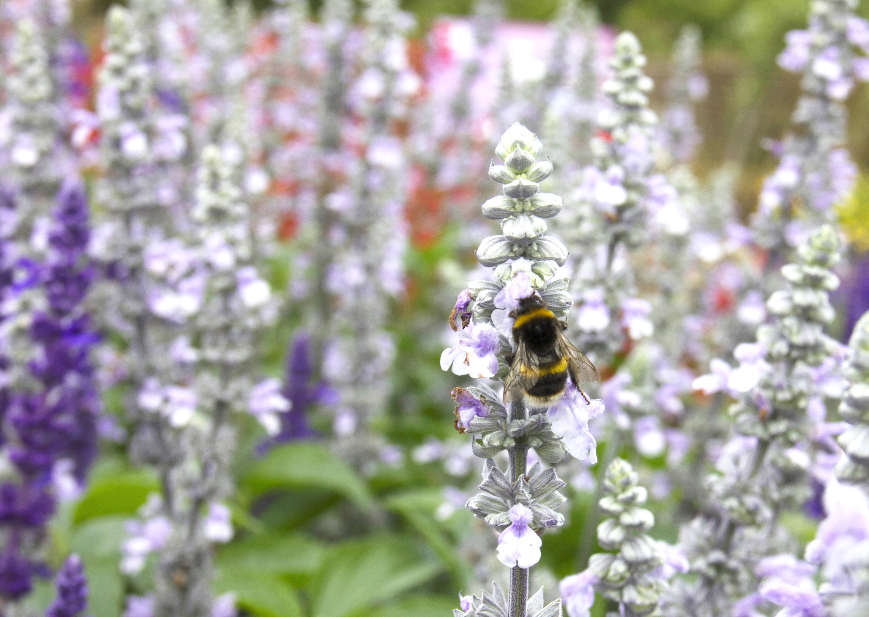 Bees on pale purple salvias