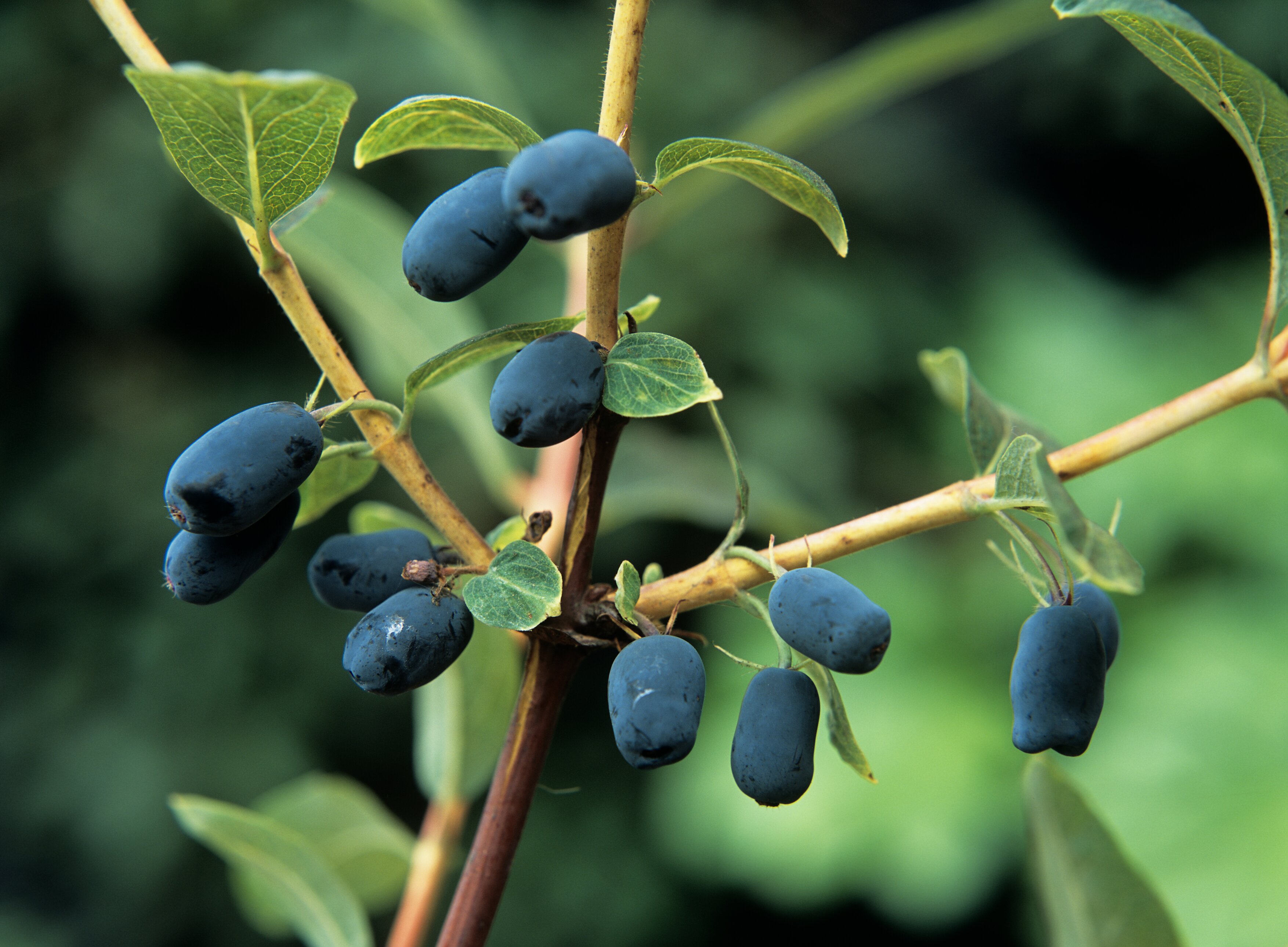 Close up of the black lozenge-shaped berries of lonicera 'nero'