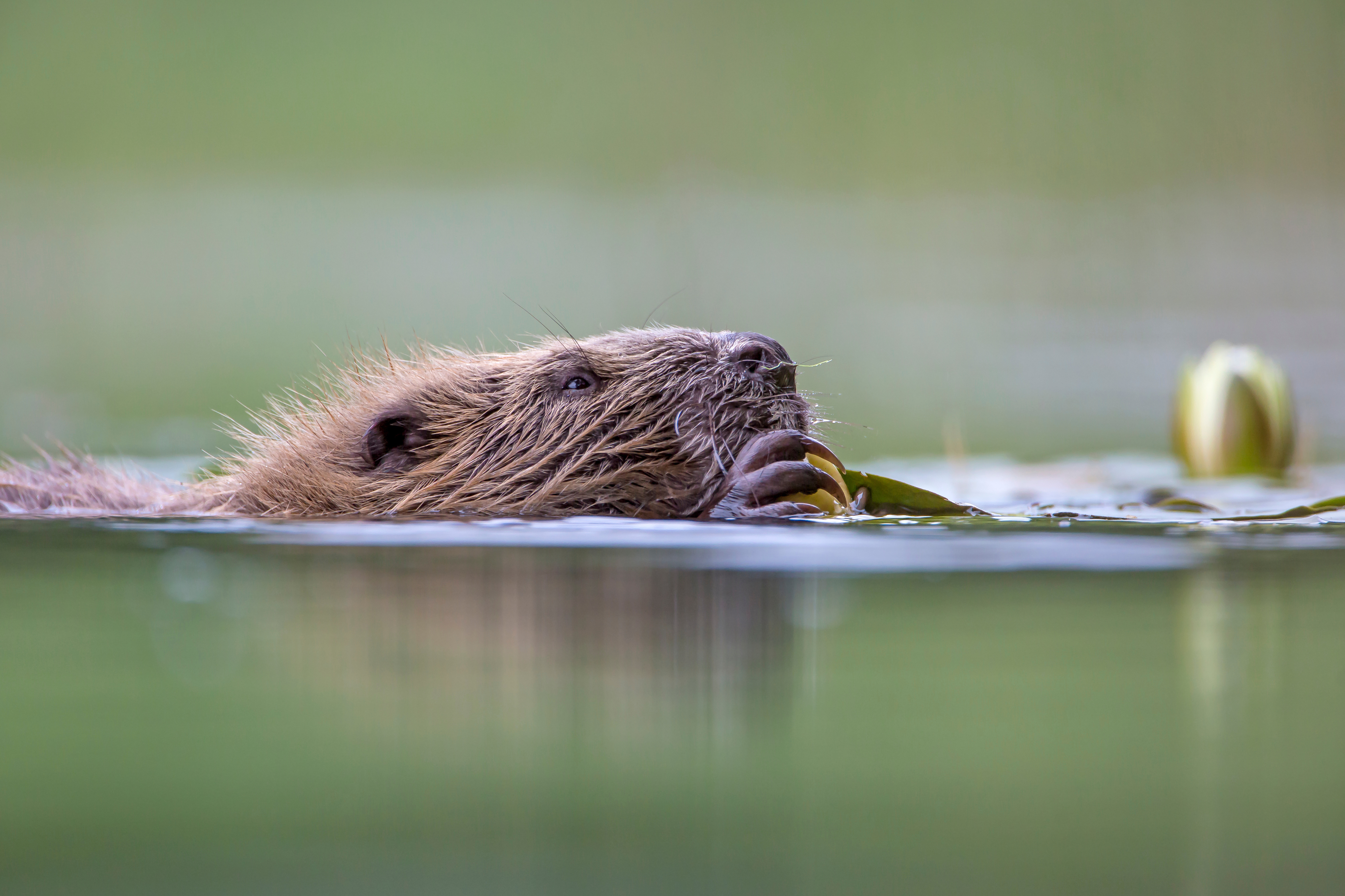 Head of a beaver poking up out of some water