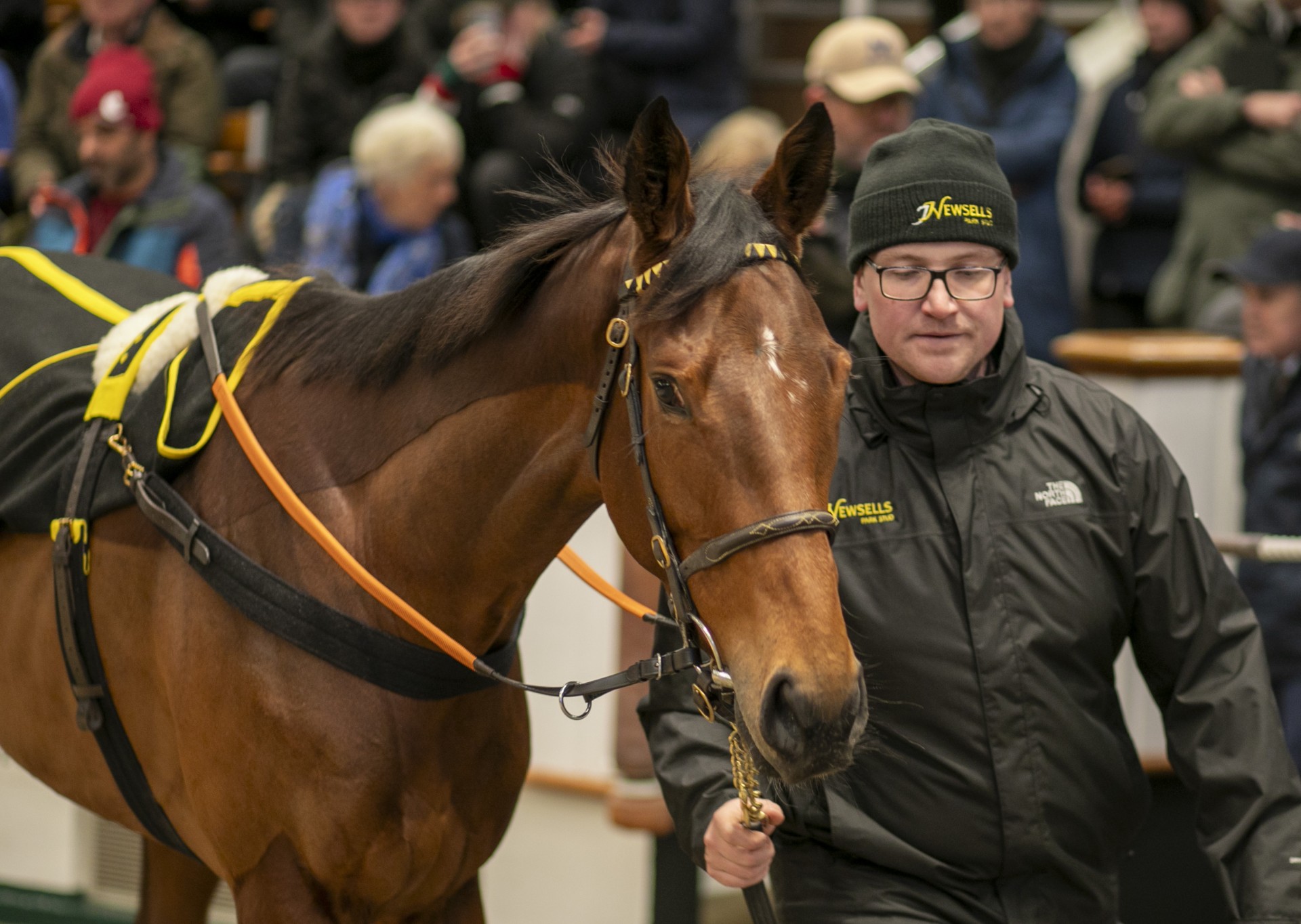 You Got To at the Tattersalls December Mares Sale