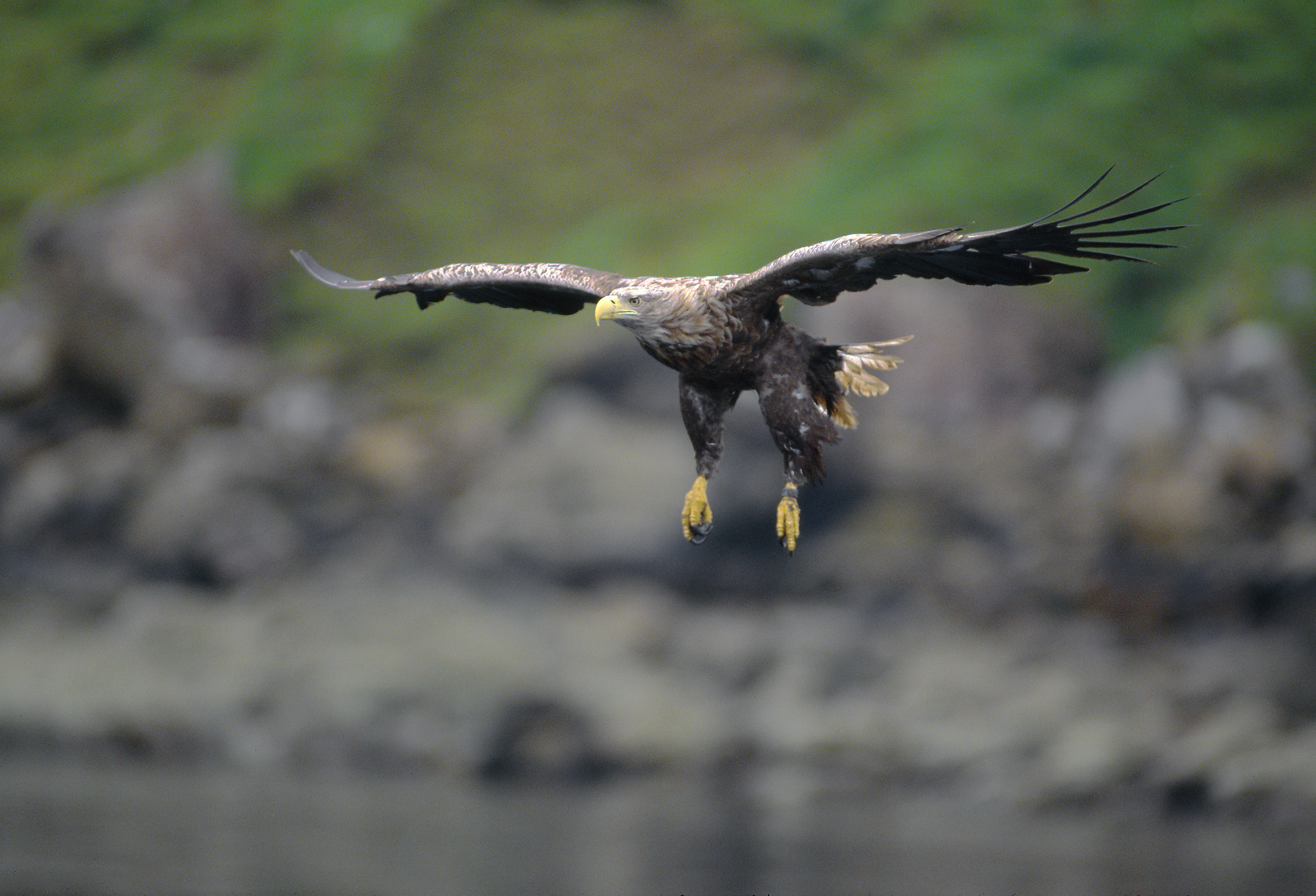 A white tailed eagle in flight at the coast