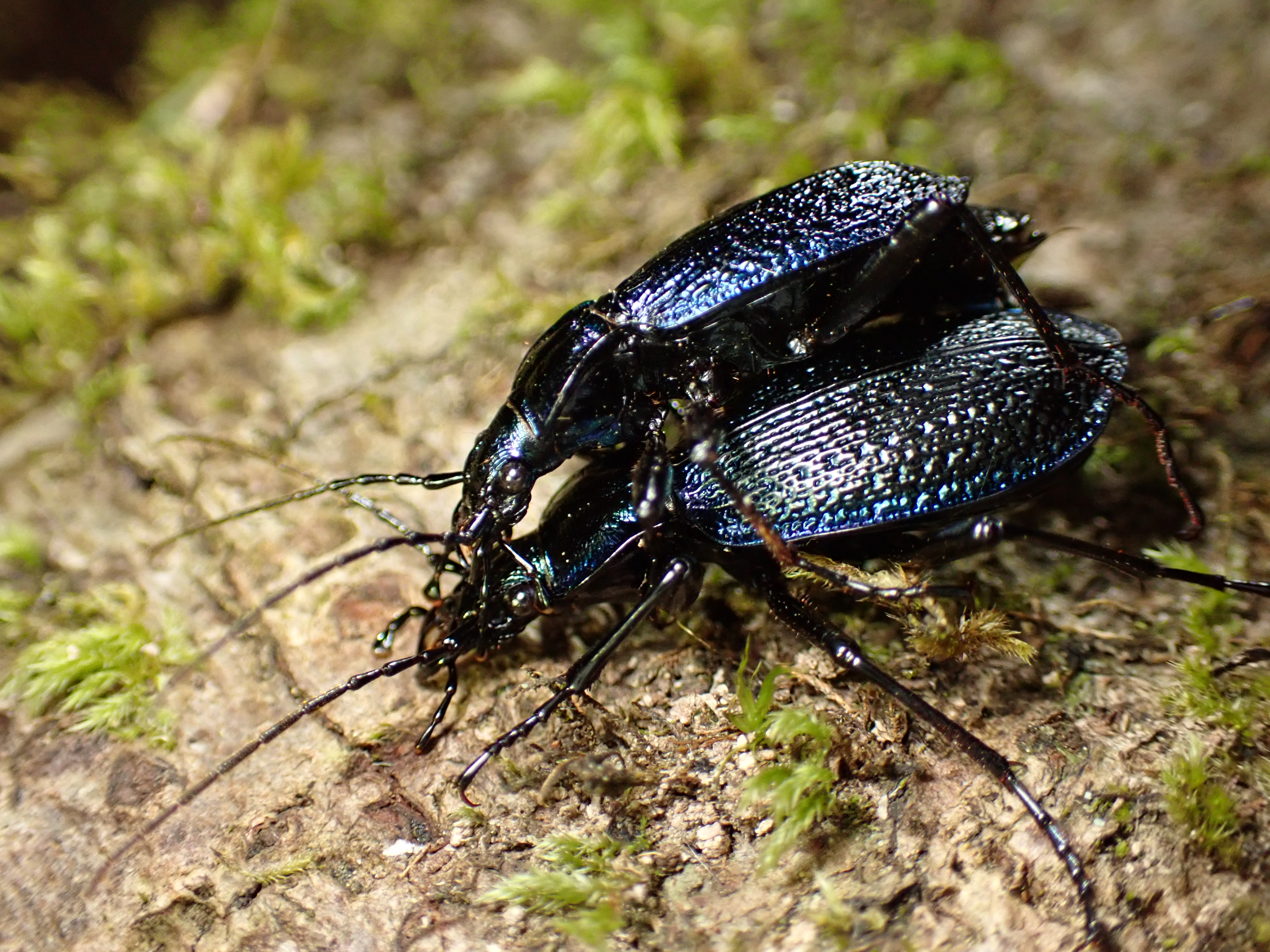 Two blue ground beetles one on top of another