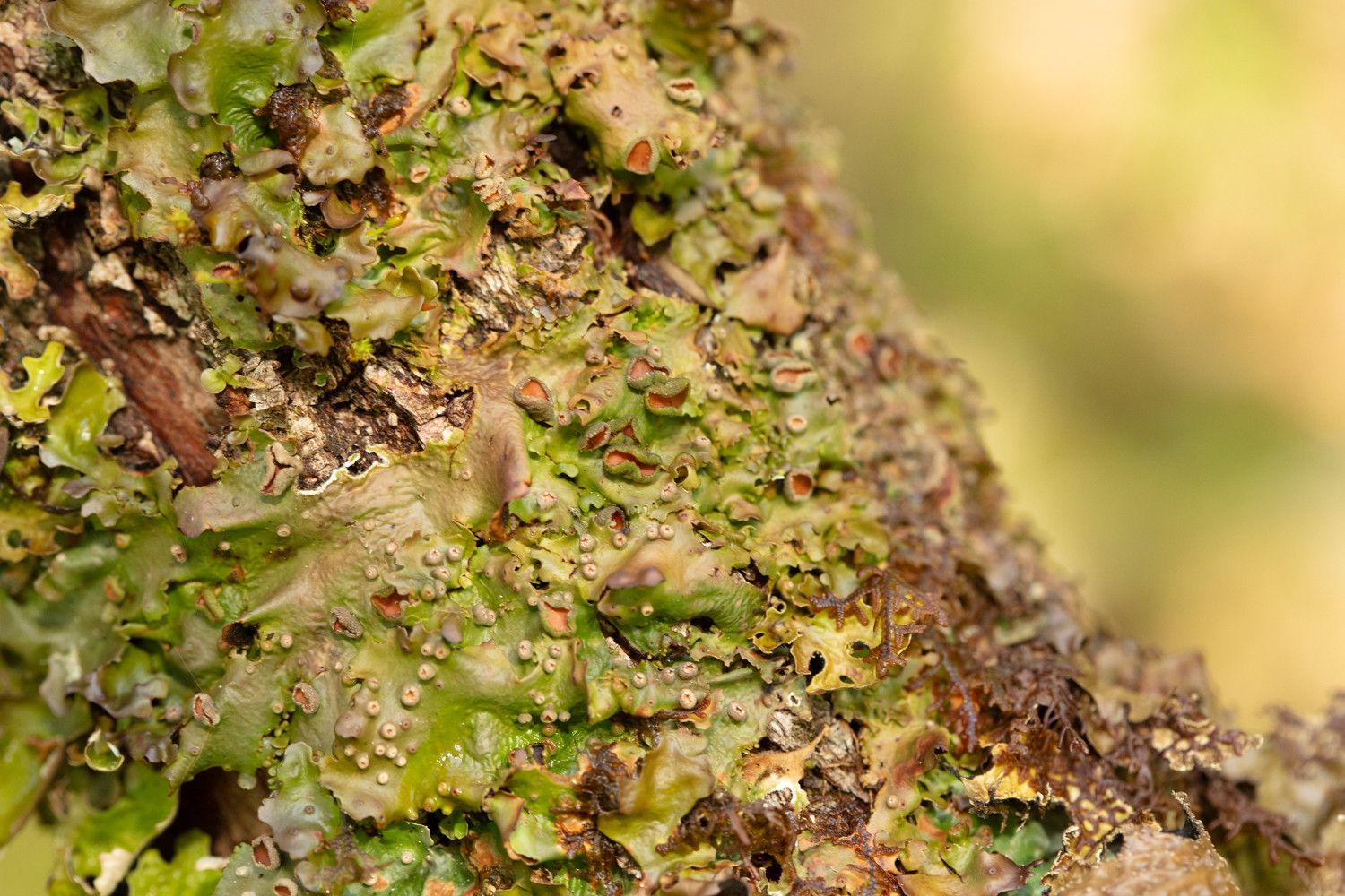 Close up of lichen which looks like green dragon skin