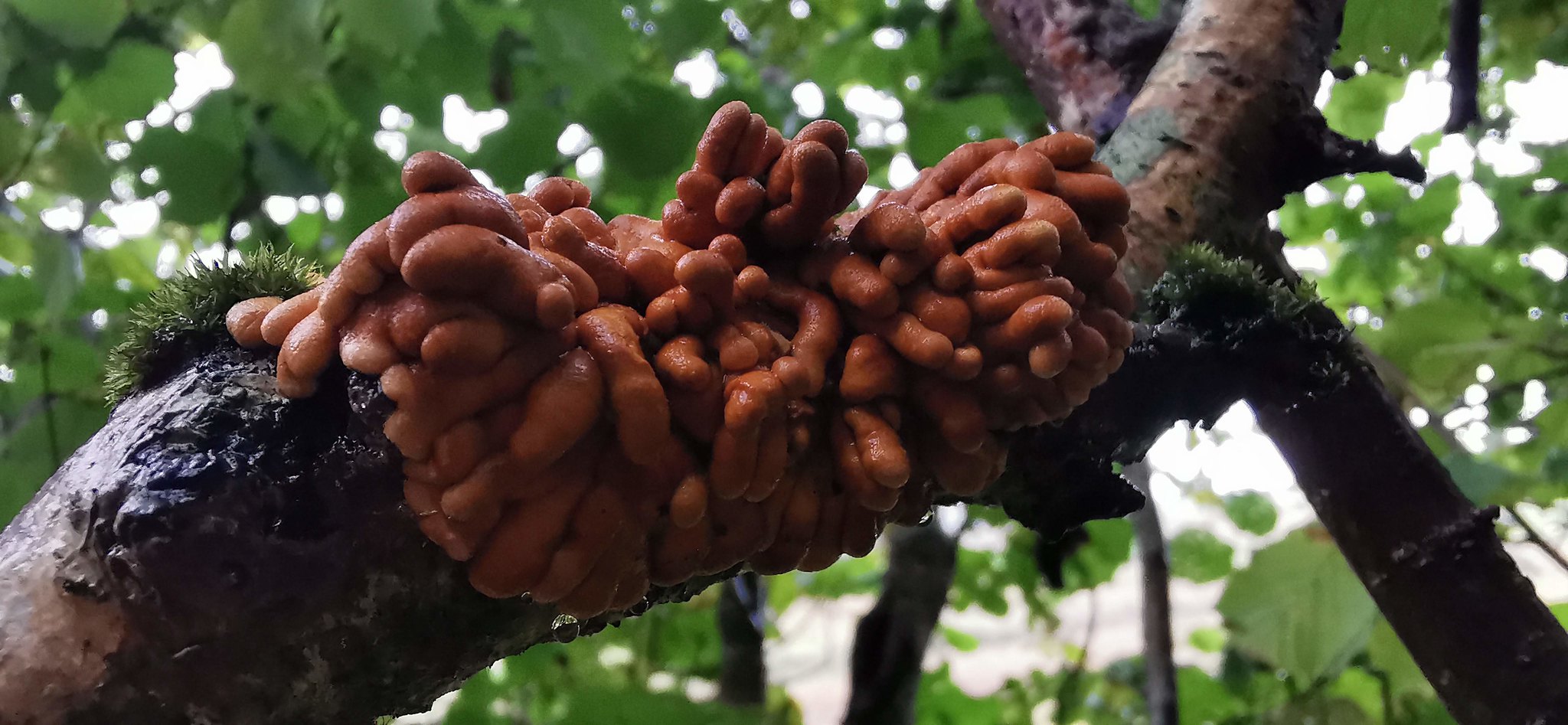 Brown intestine-lich hazel gloves fungus on a branch