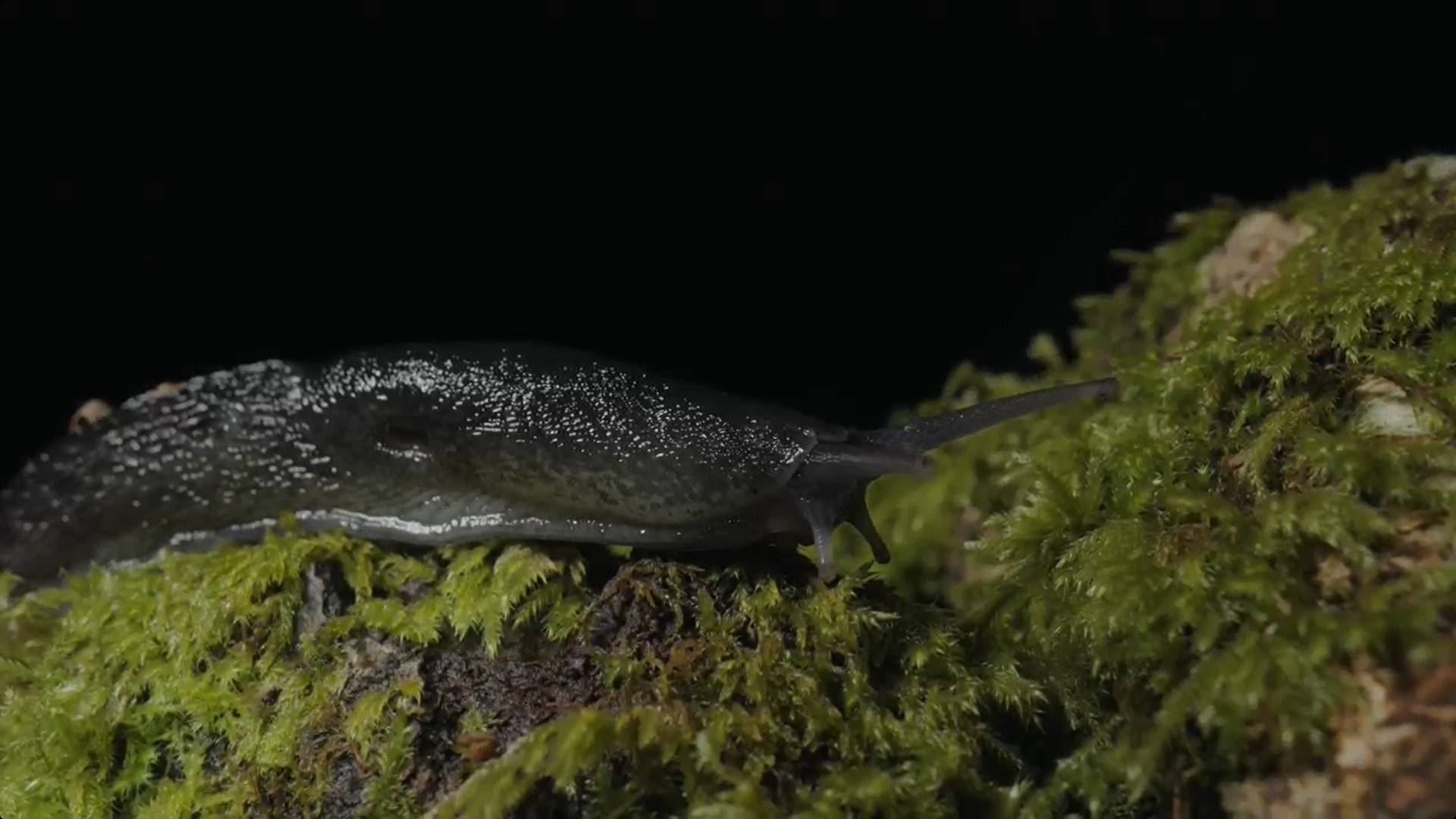 The front half of an ash black slug on mossy branch