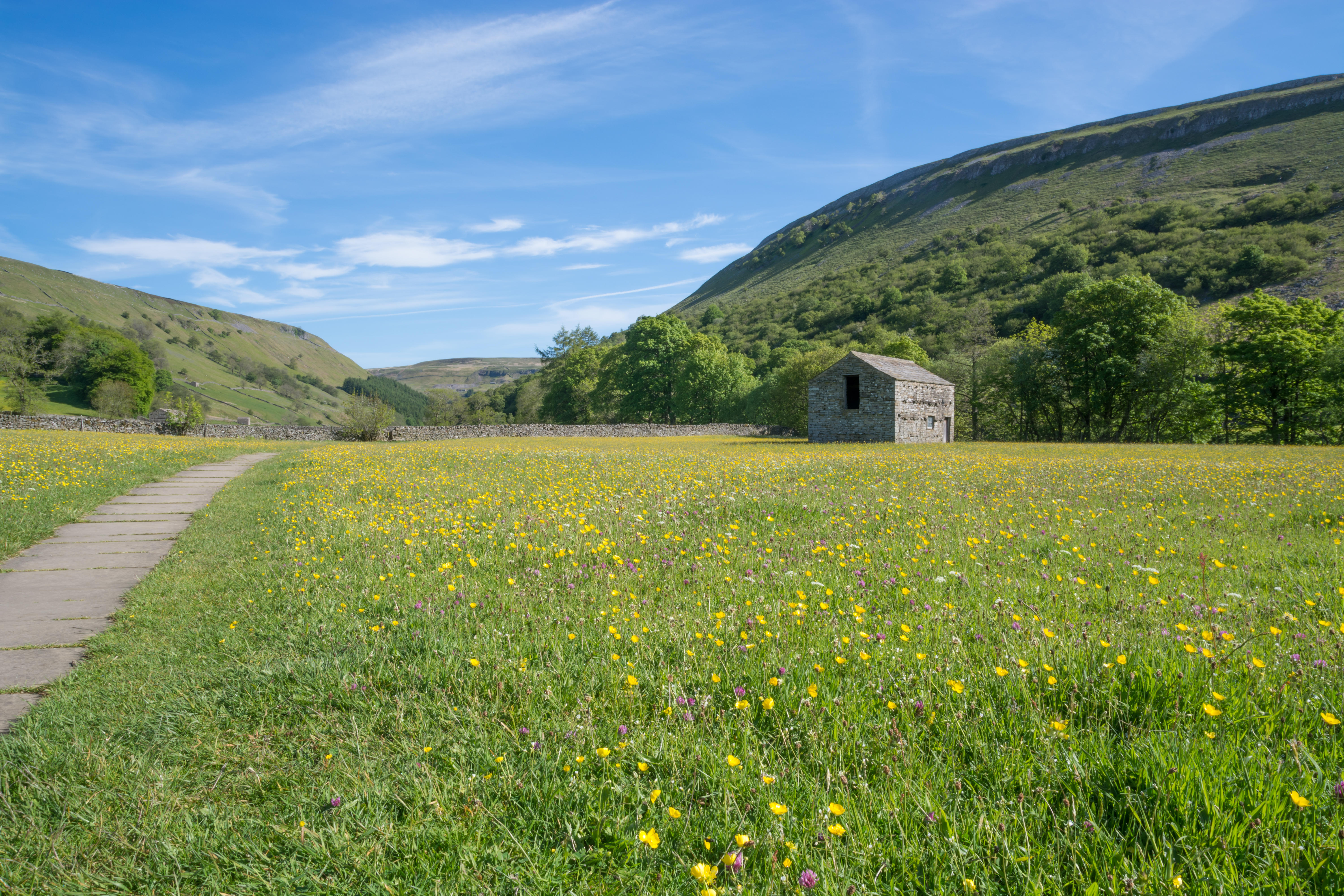 Barn and Muker hay meadows with wildflowers in bloom 