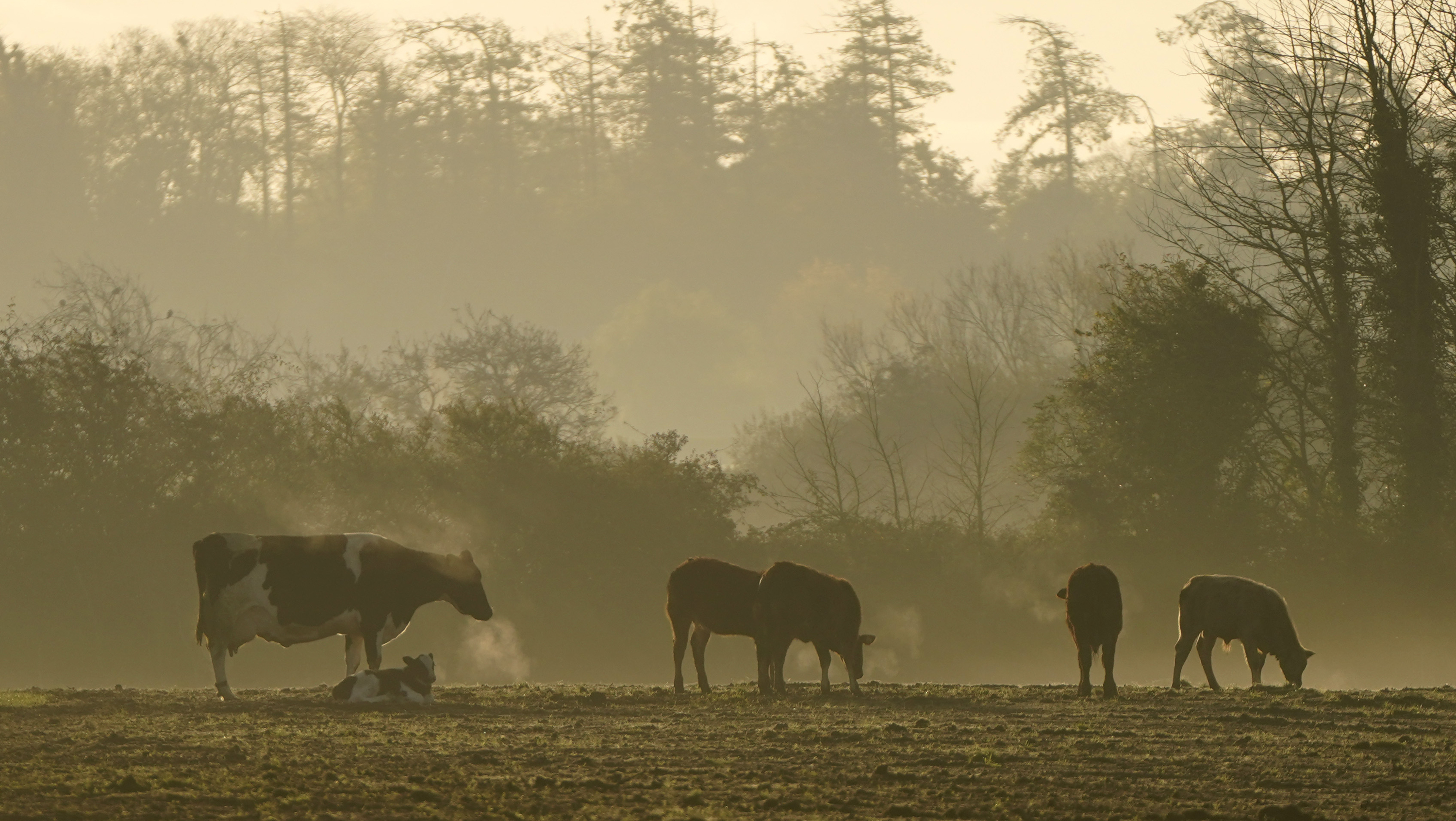 Cows in the distance in the mist